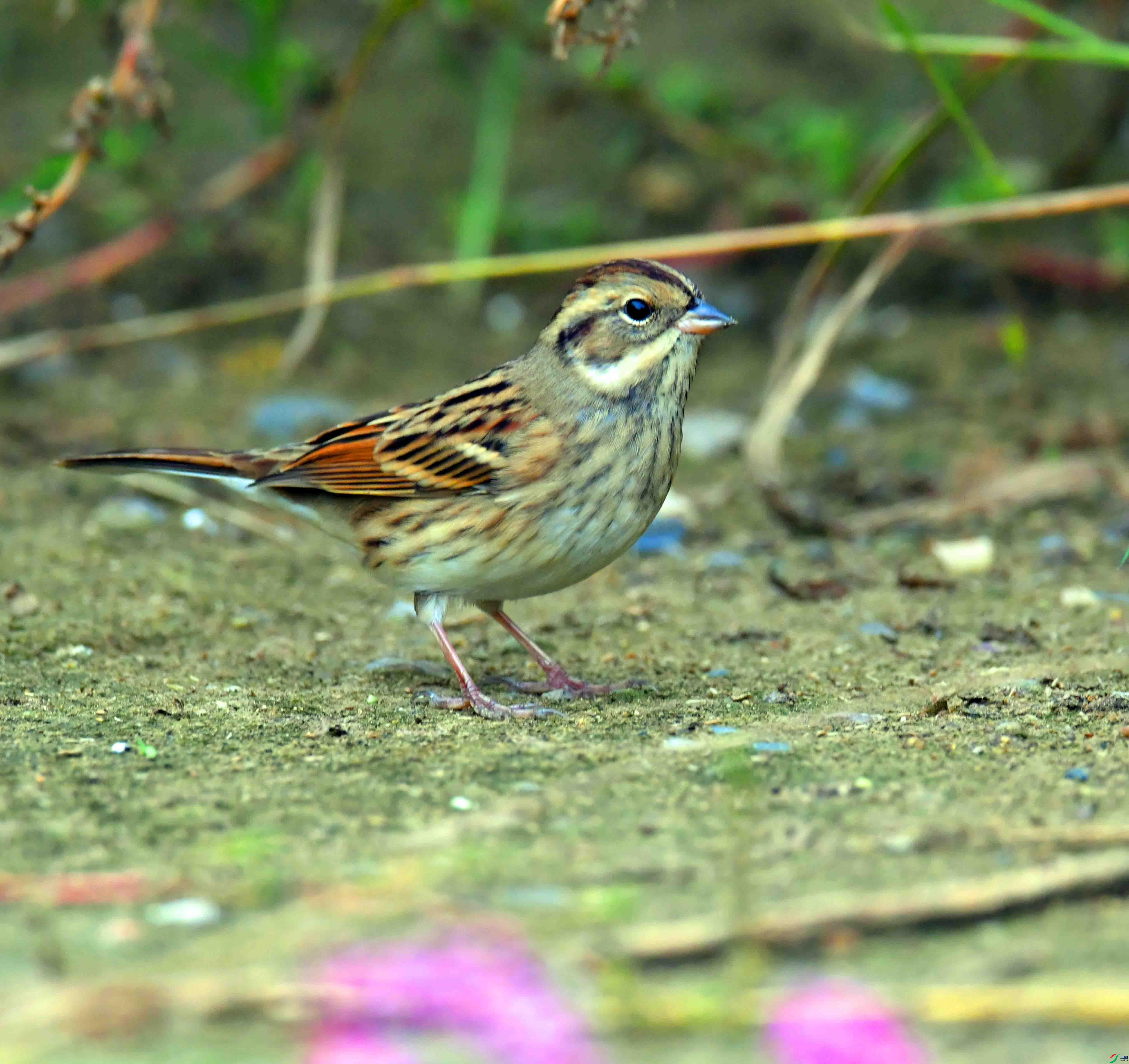 DSC_2824.JPG