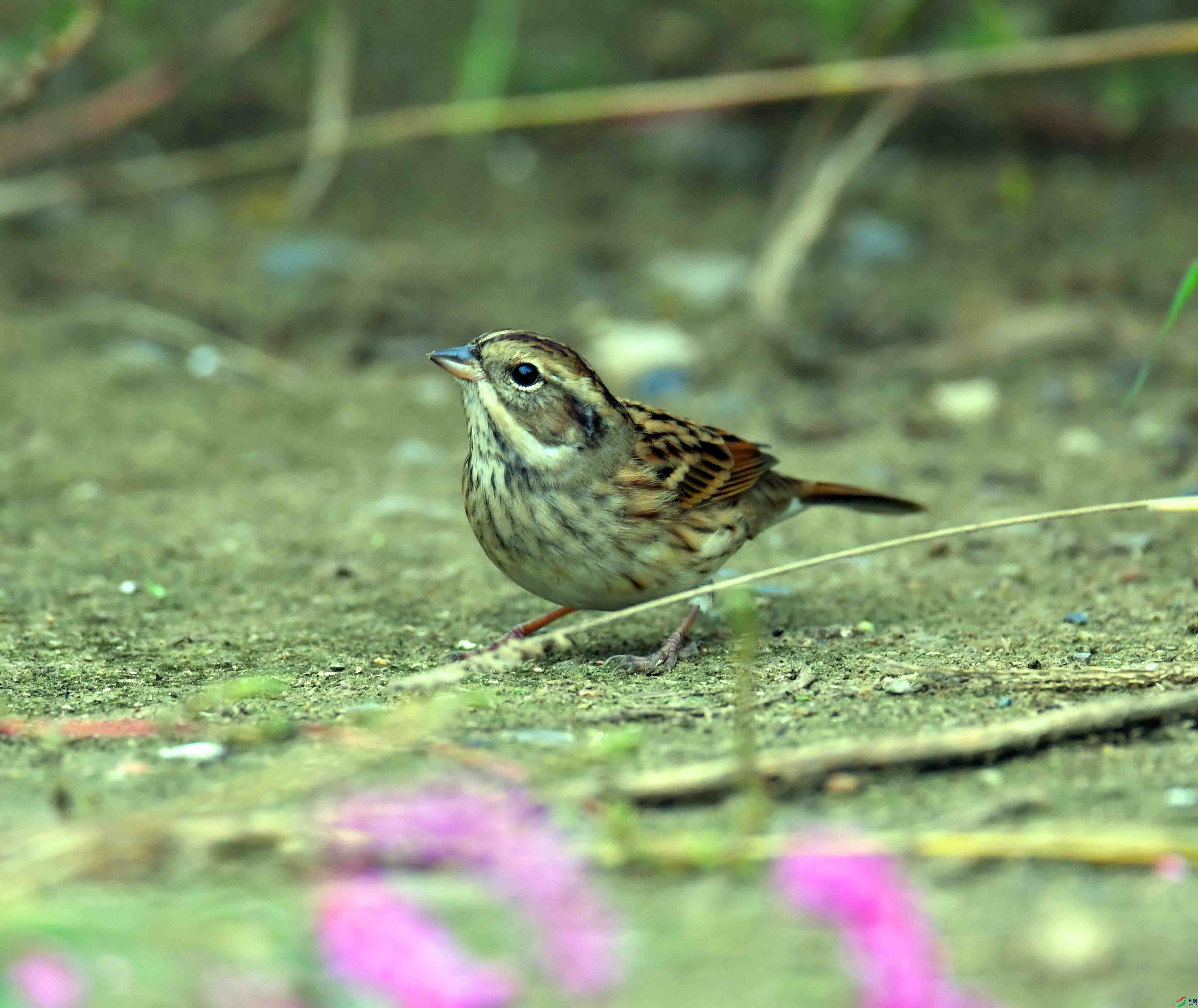 DSC_2828.JPG