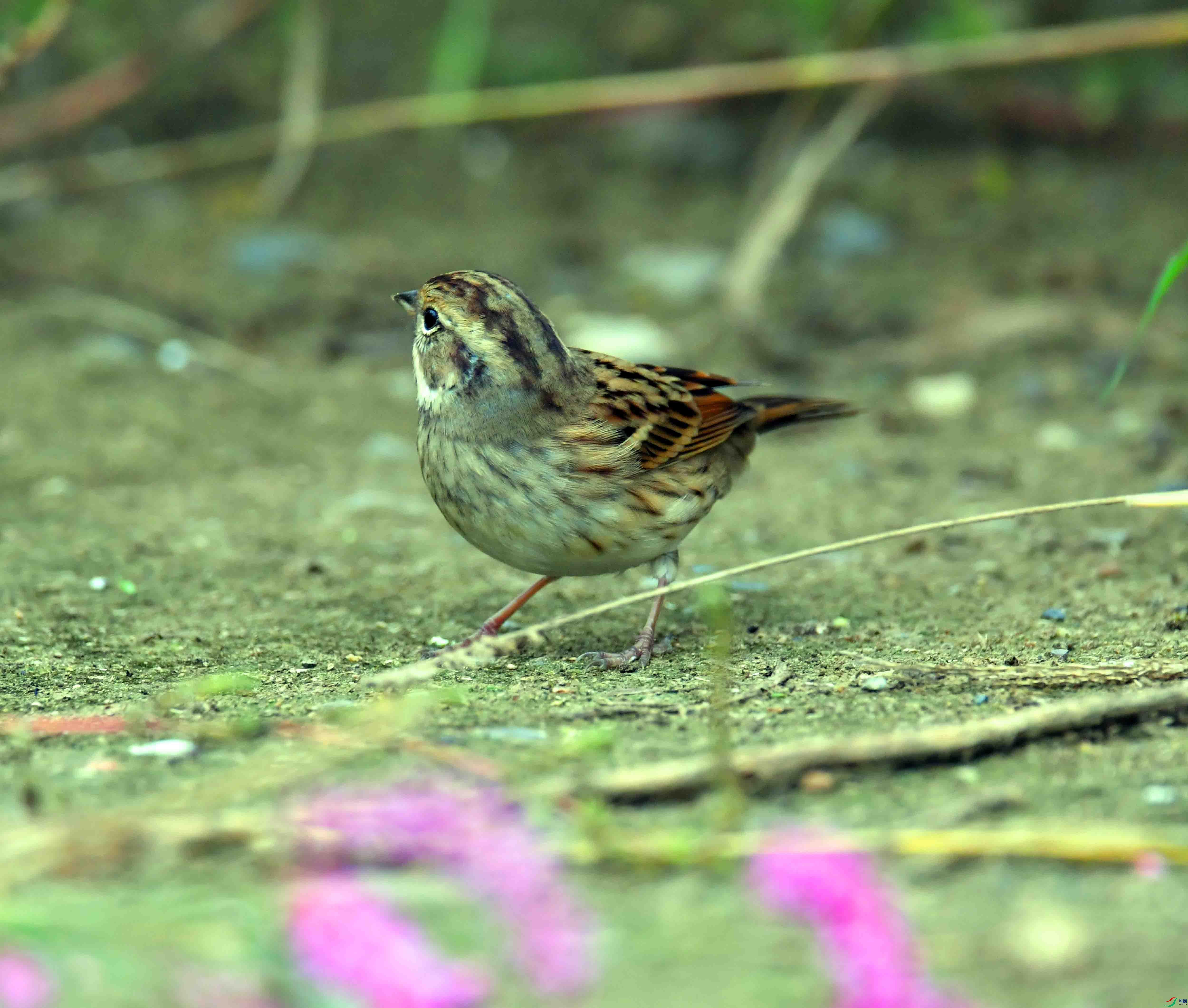 DSC_2826.JPG