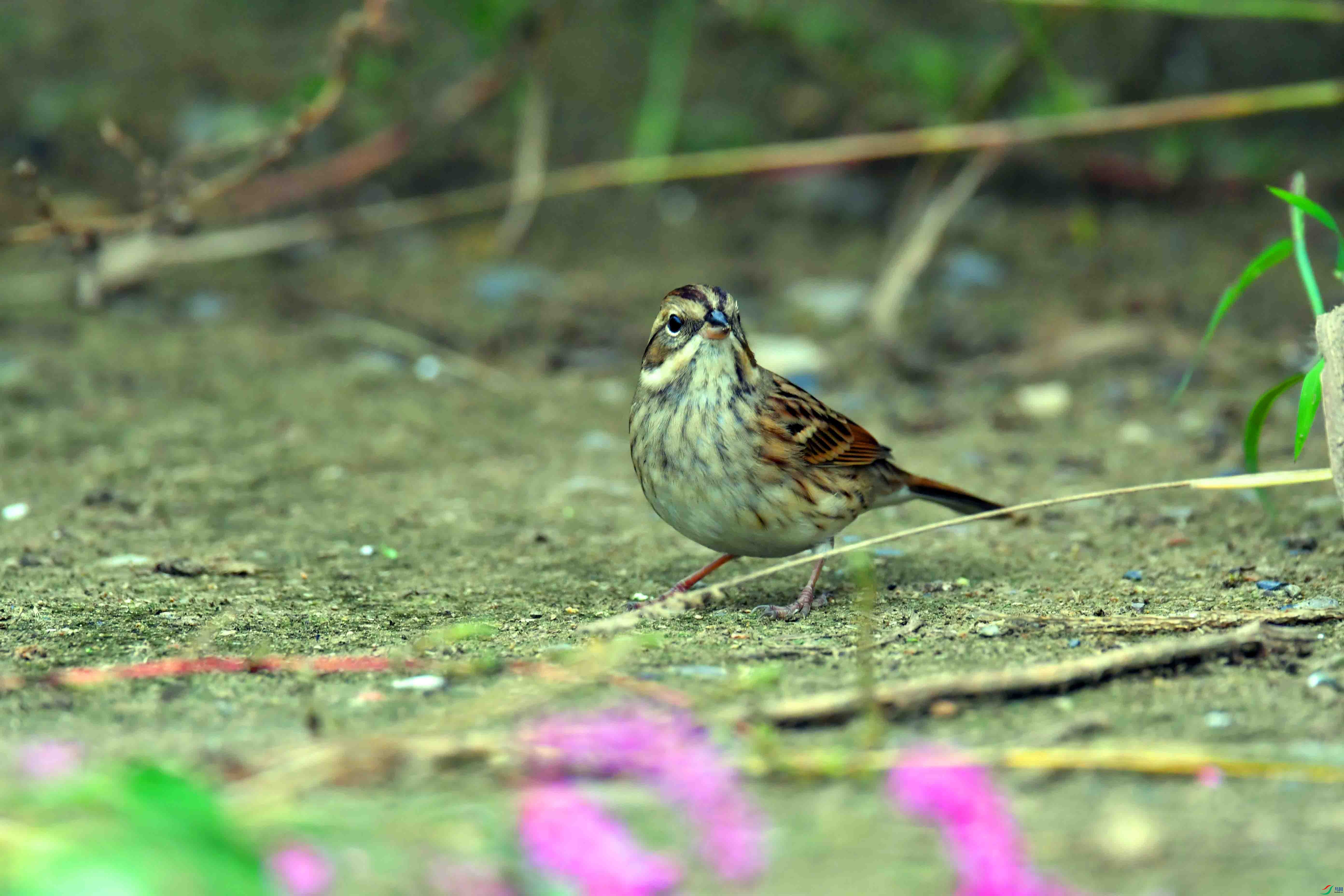 DSC_2829.JPG