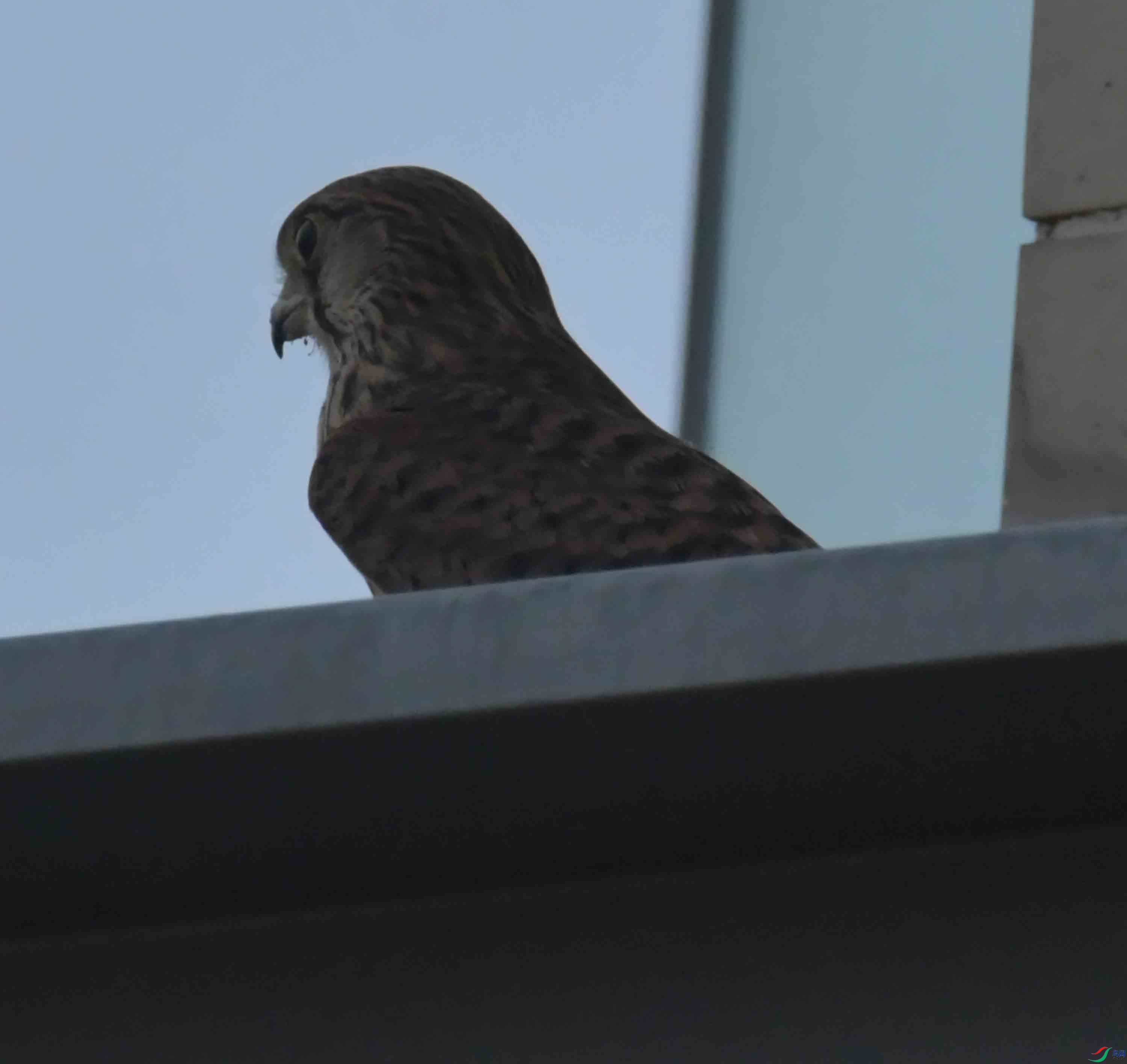 DSC_9087.JPG