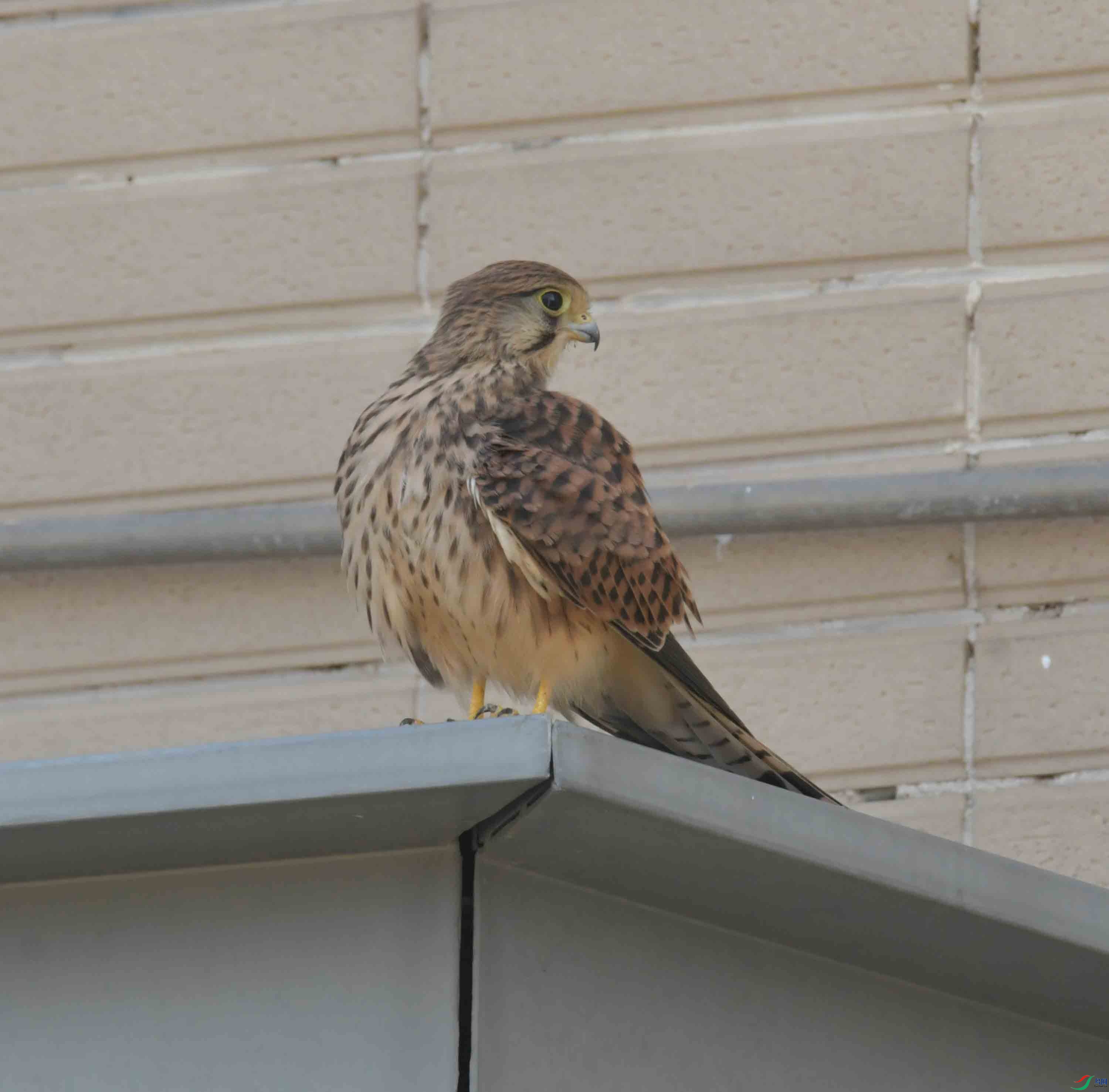 DSC_9099.JPG
