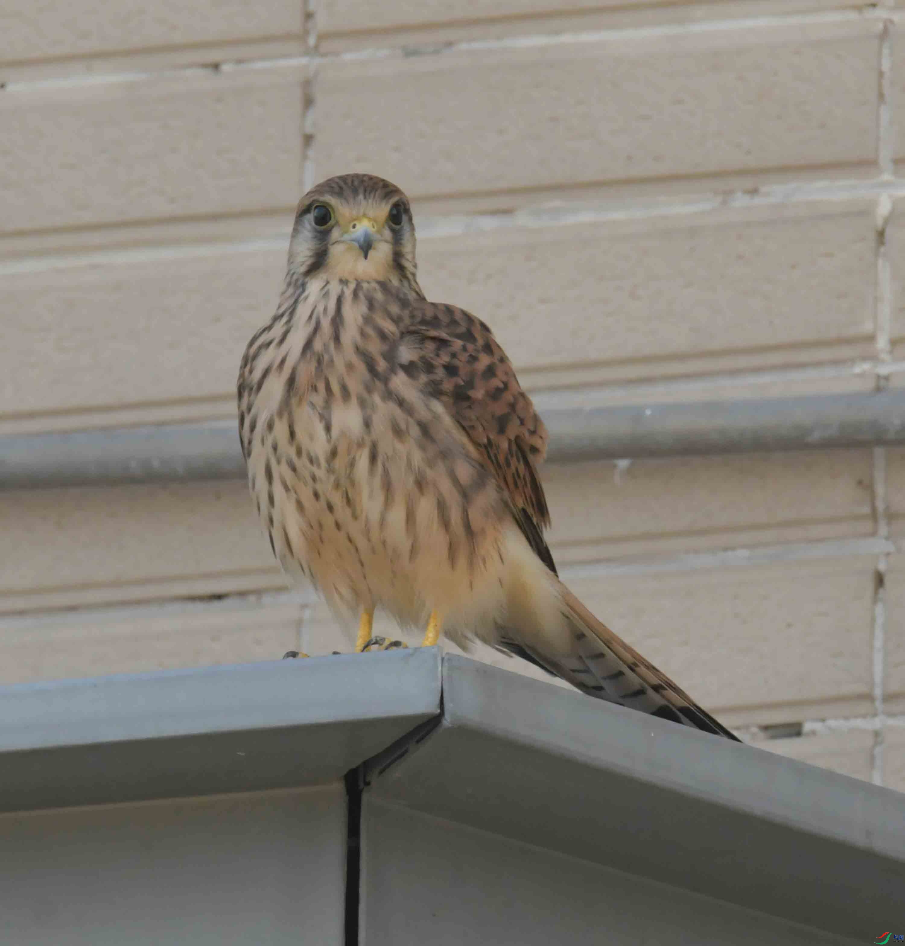 DSC_9102.JPG