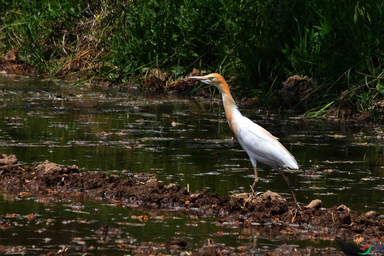 DSC_7998.JPG