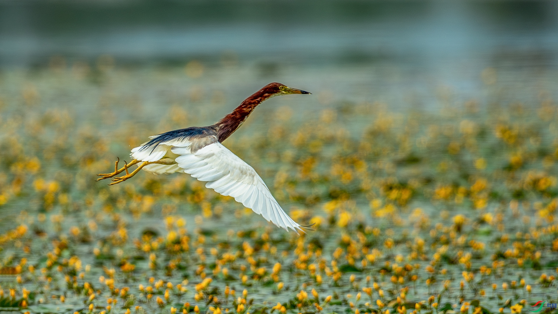 DSC_5650-����ǿ-NR.jpg