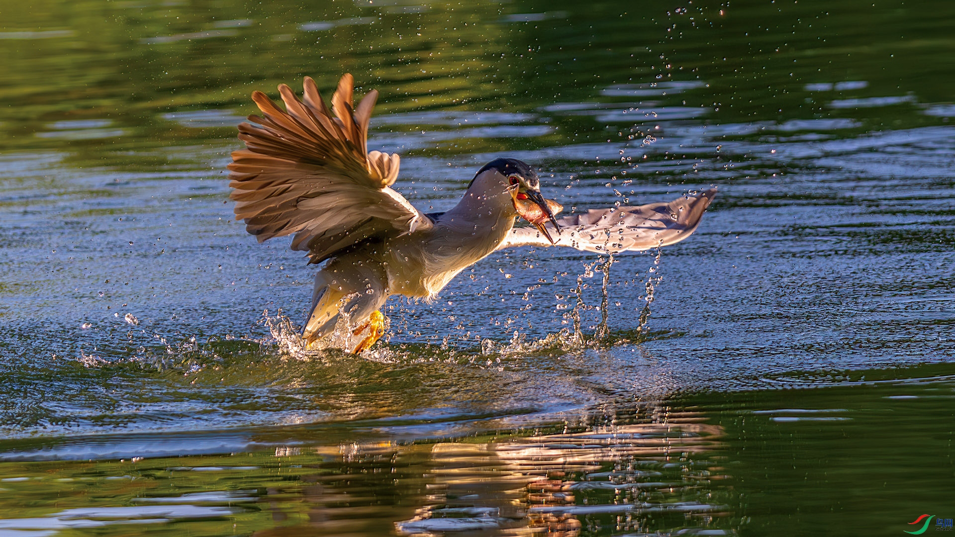 DSC_4364-����ǿ-NR.jpg
