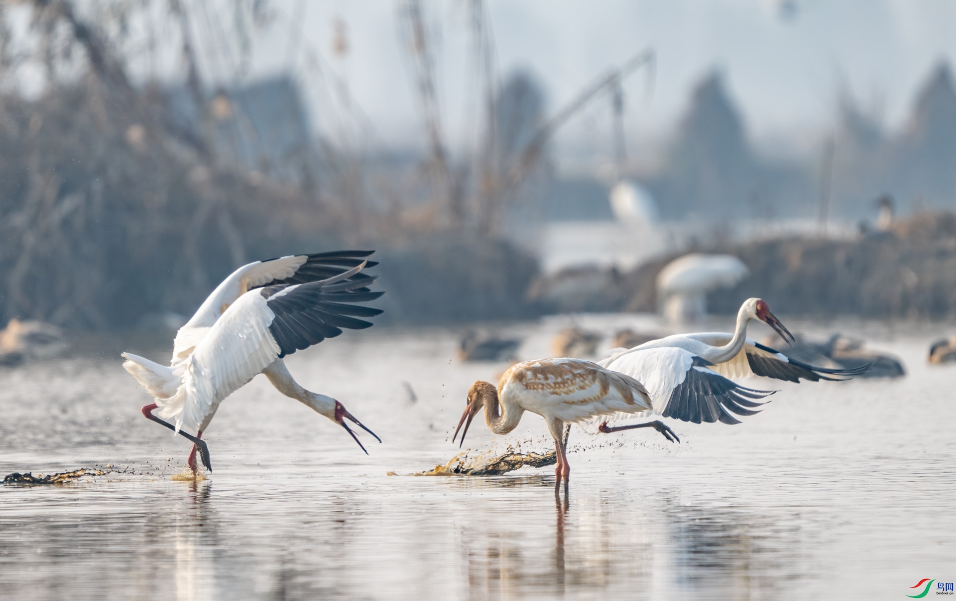 DSC_1458-1.jpg