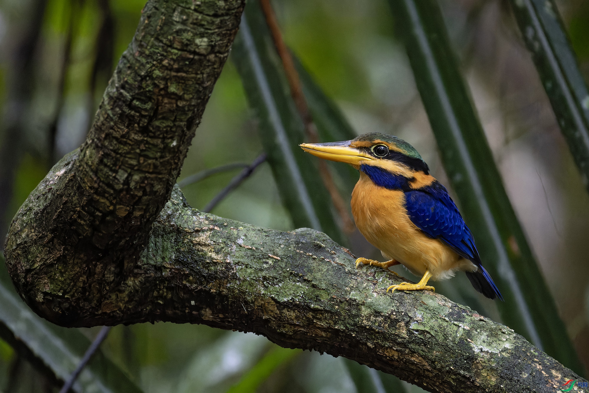 _97A4631-CR3 copy.jpg