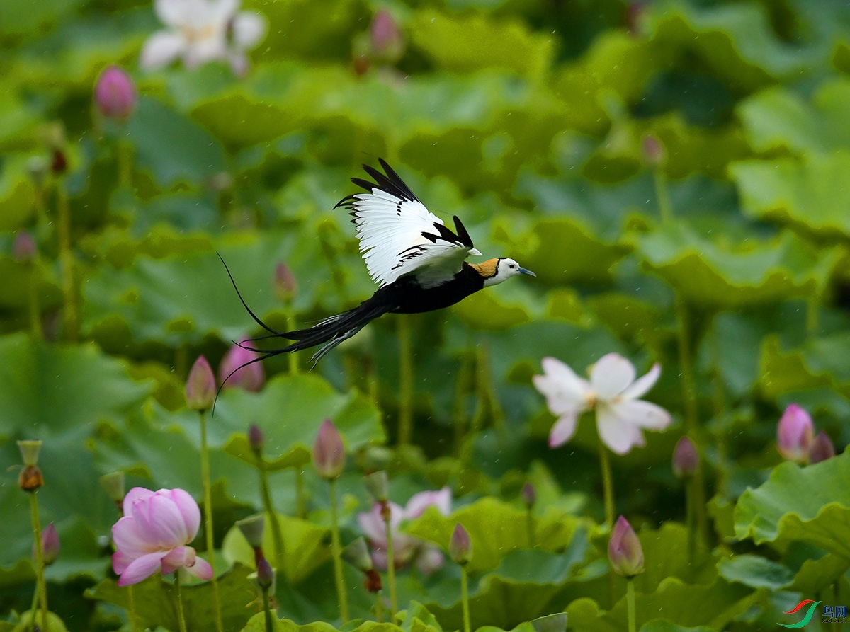 _DSC6076 - ����.JPG