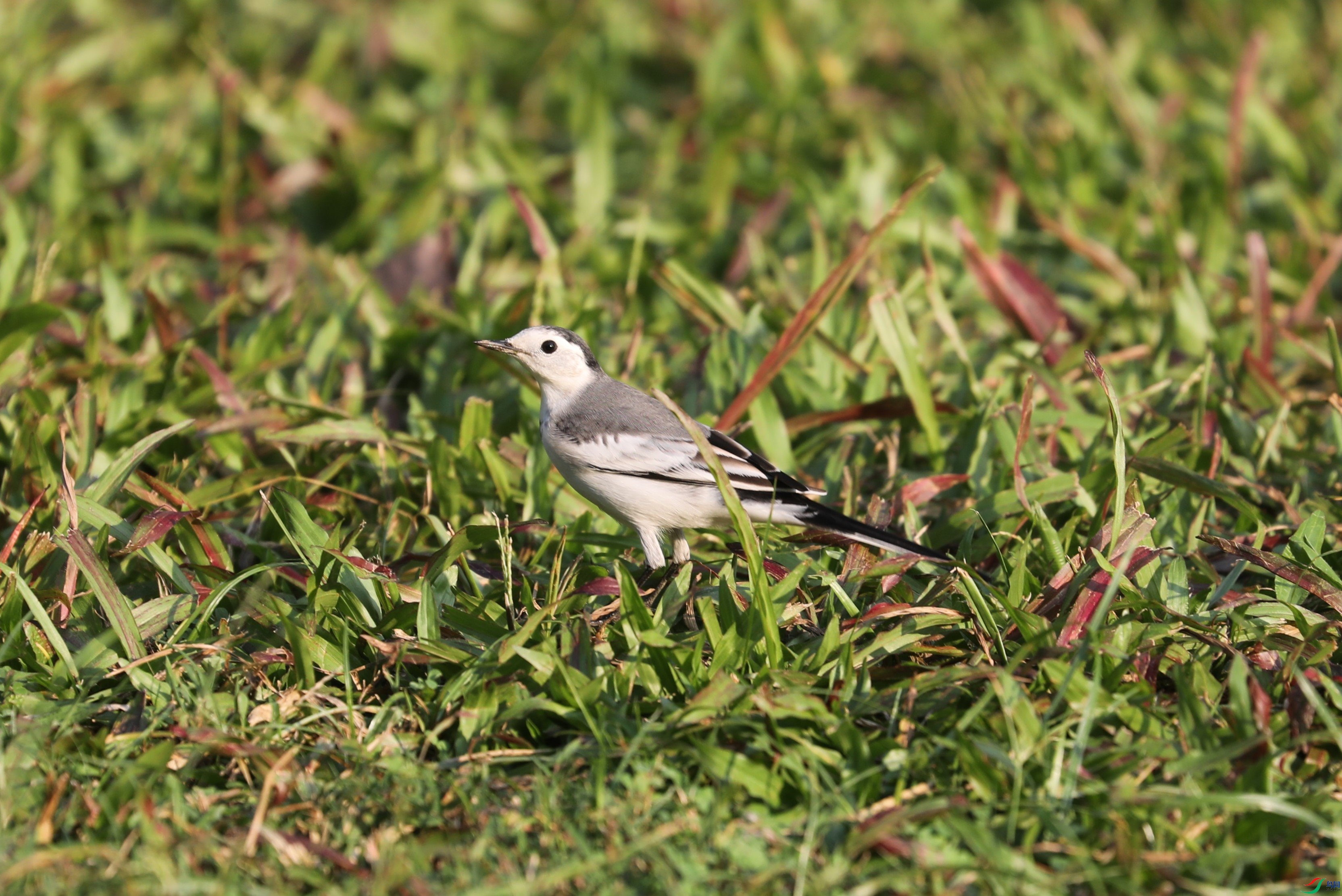 BL7A7568.JPG