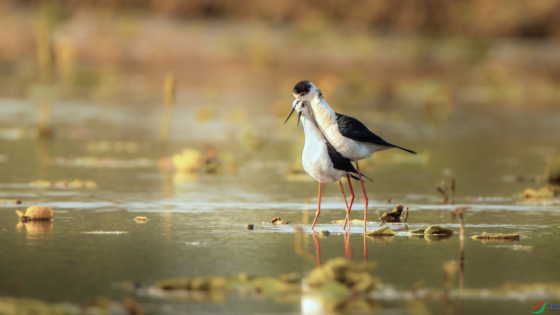 1_XXI3649-����ǿ-NR-1.jpg11 2.jpeg