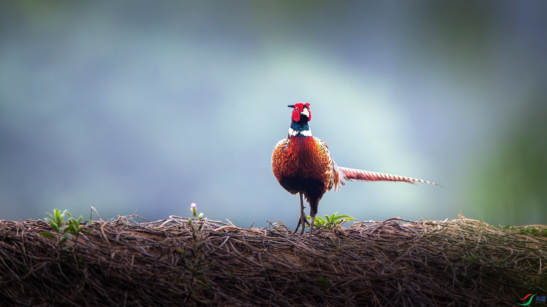 1XXI_1785-����ǿ-NR ���� 2.jpeg