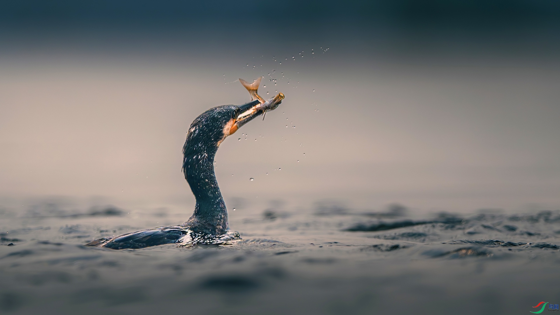 4_XXL3735-����ǿ-NR ���� 2.jpeg