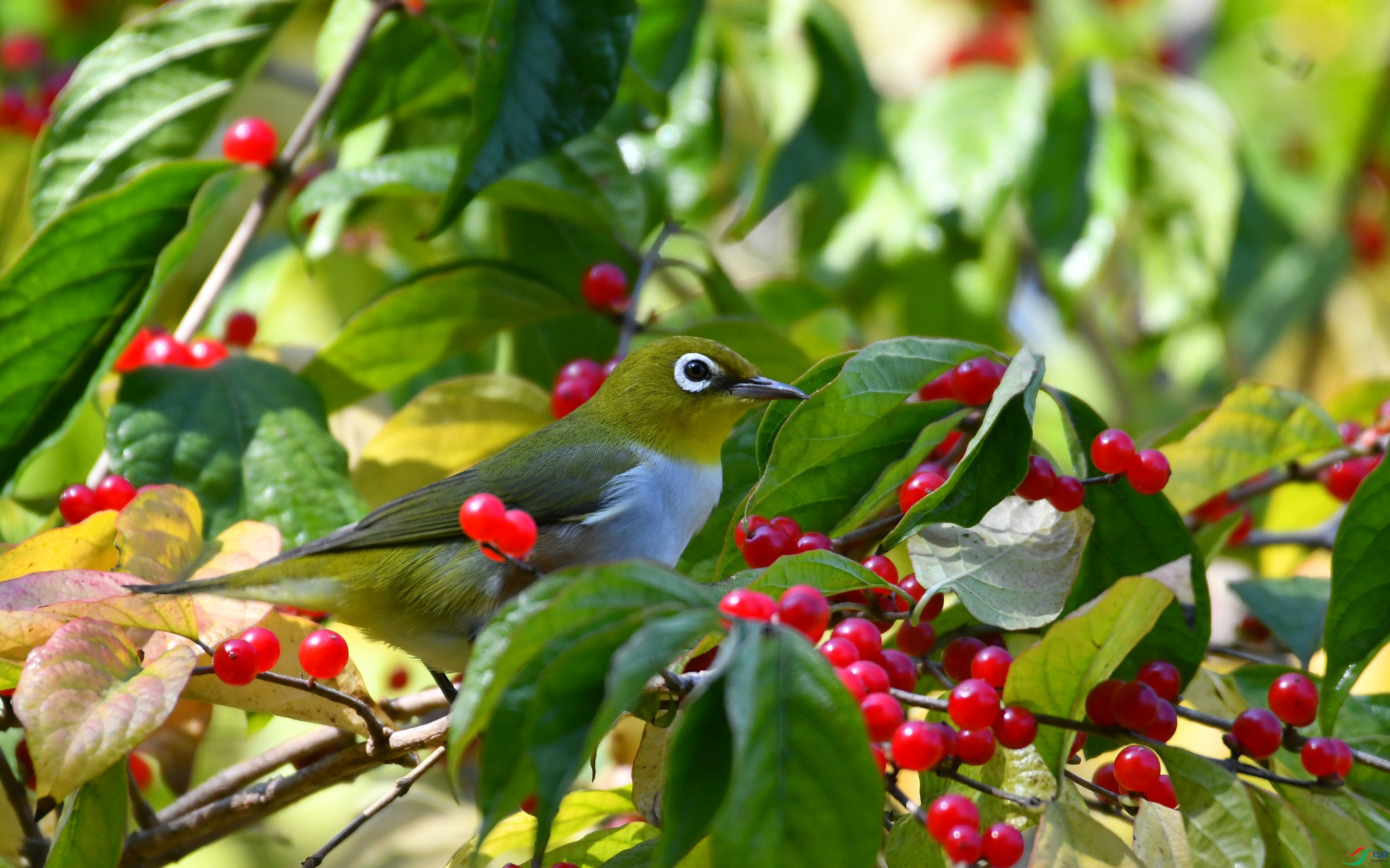 DSC_5411.JPG