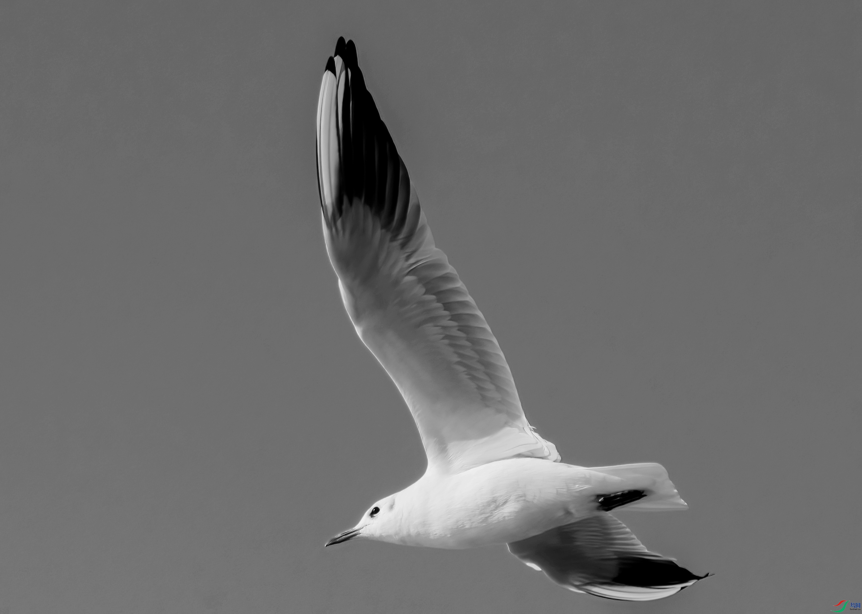 DSC_4583 ����_����.jpg