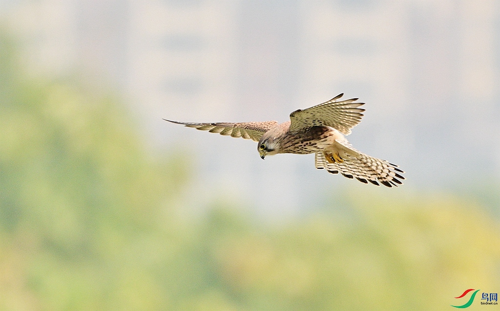 DSC_0924.JPG