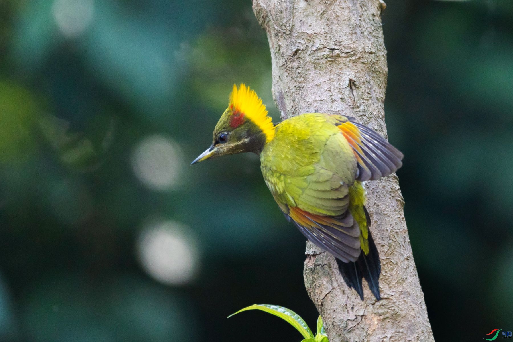 �ƹ���ľ��