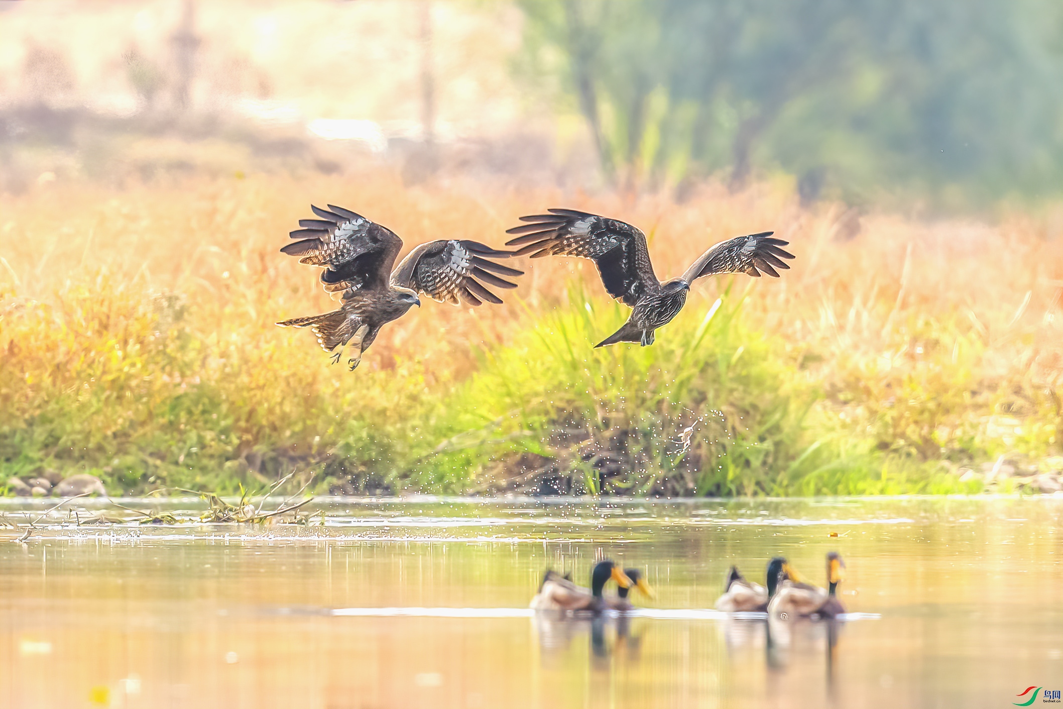 C09R3305 ����.jpg