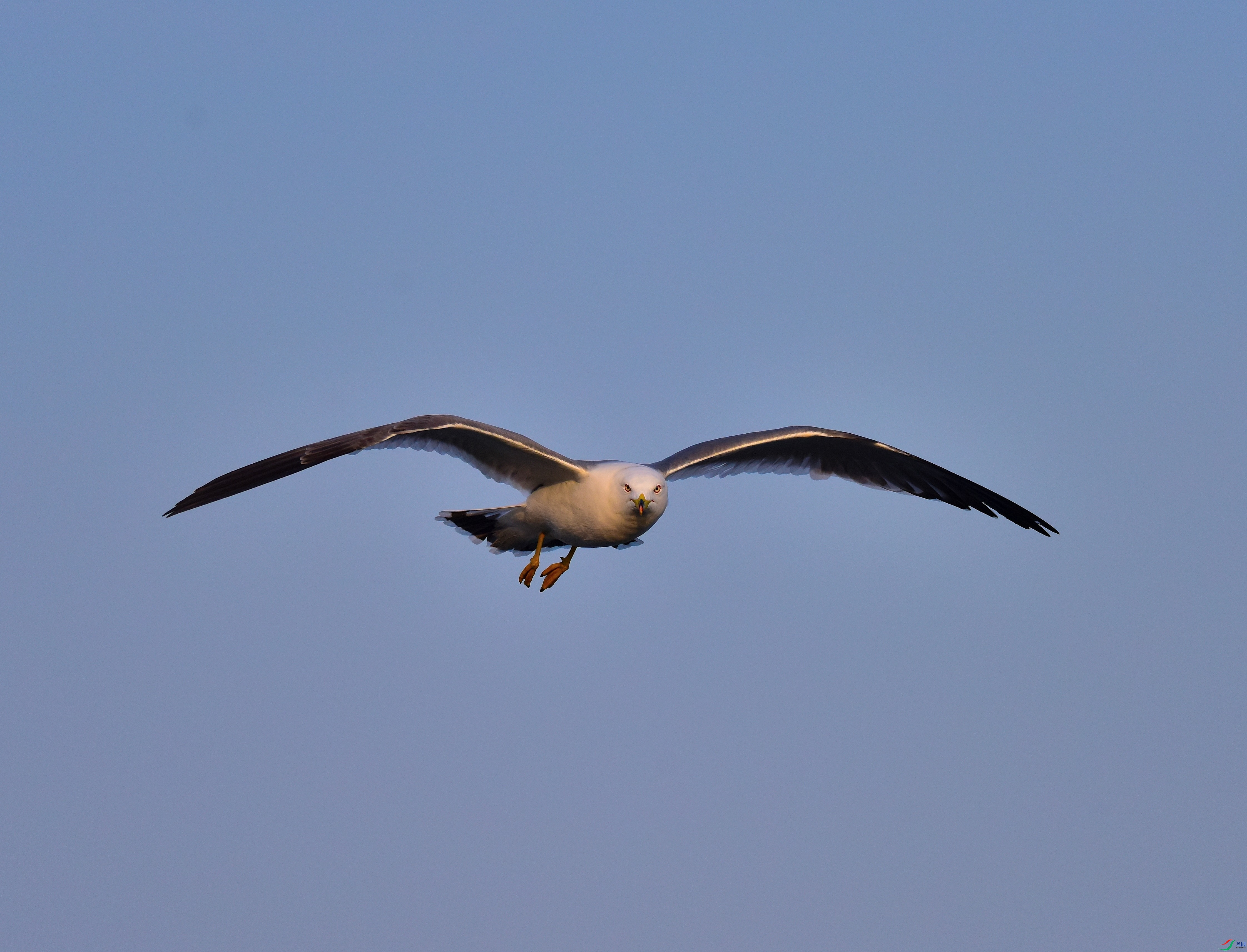 DSC_6199-2019-1-14.JPG
