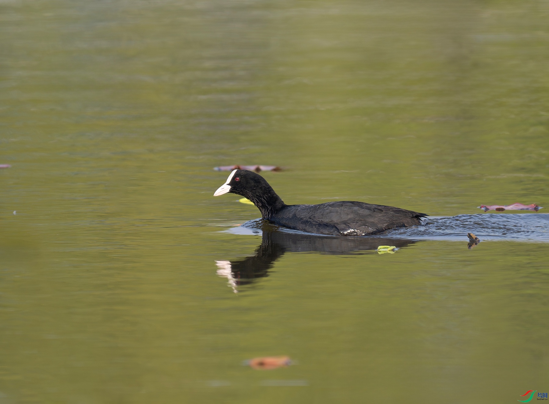 _DSC1102f.jpg