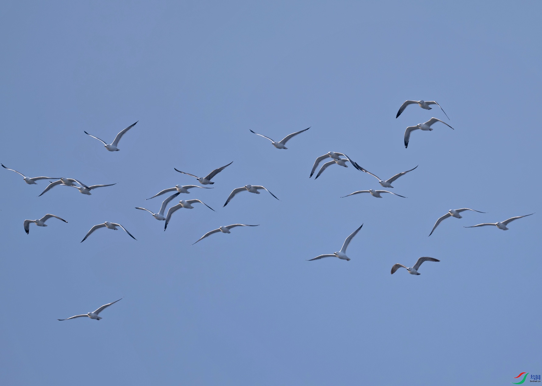 _DSC8745f.jpg