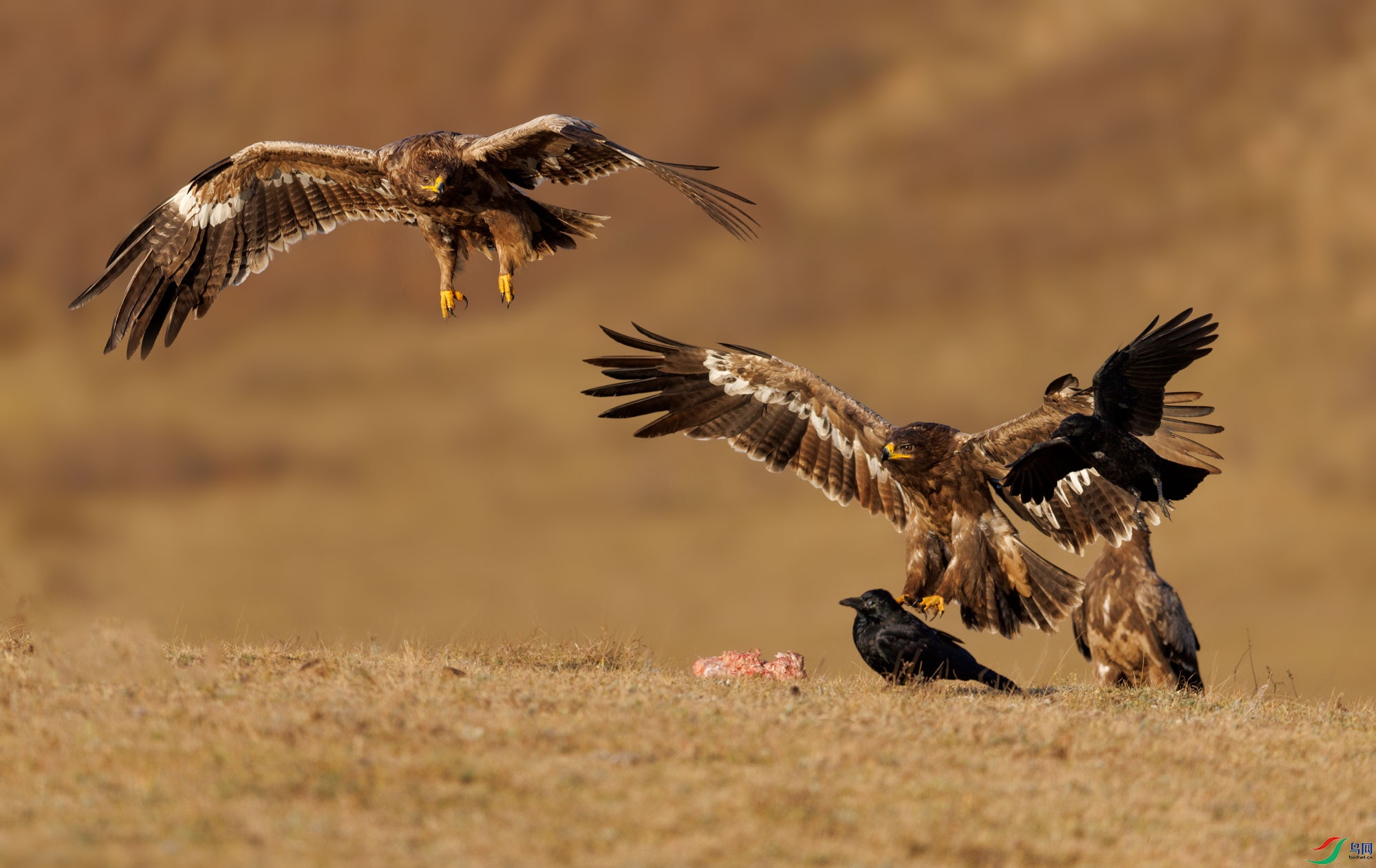 3Z6A1350 ����.jpg