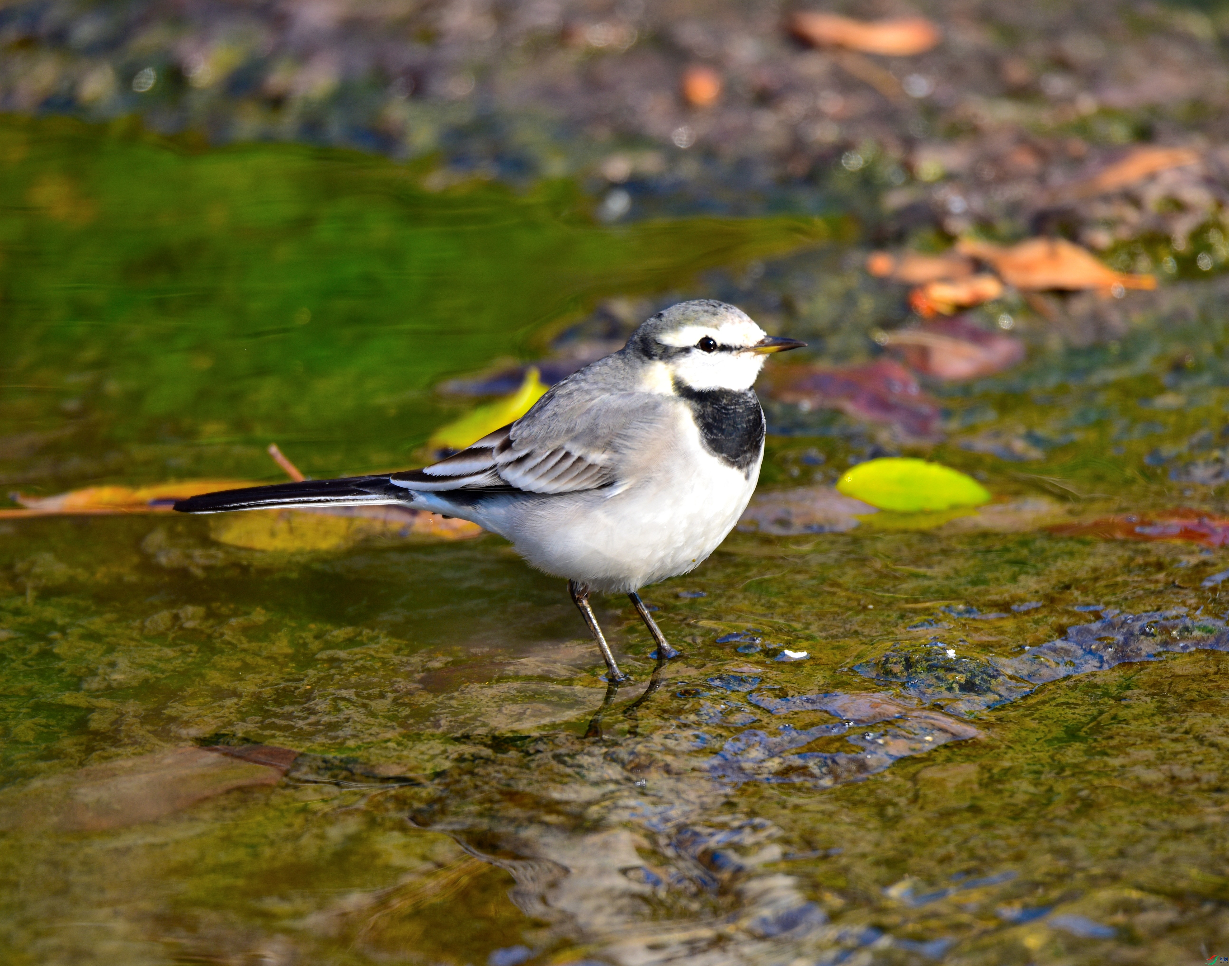 DSC_6300-17-12-4.JPG