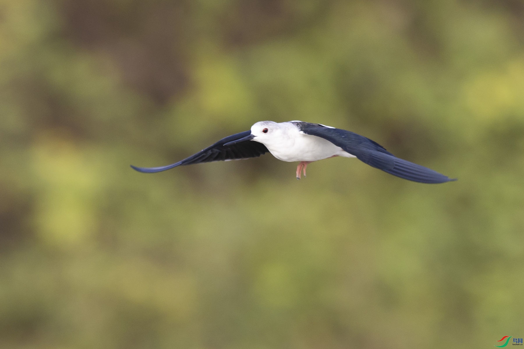 �ڳ᳤����