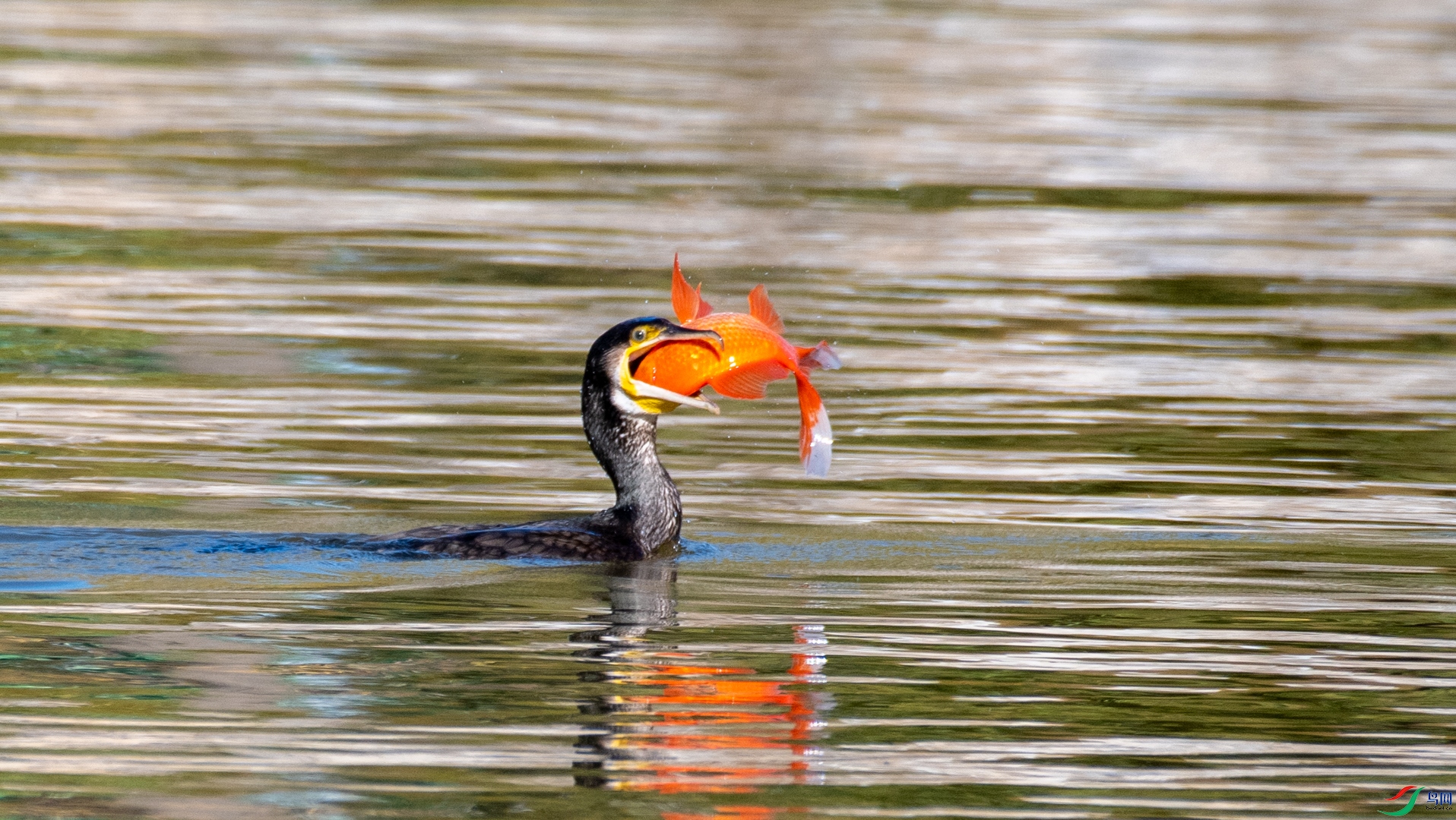 DSC_5979_1.jpg