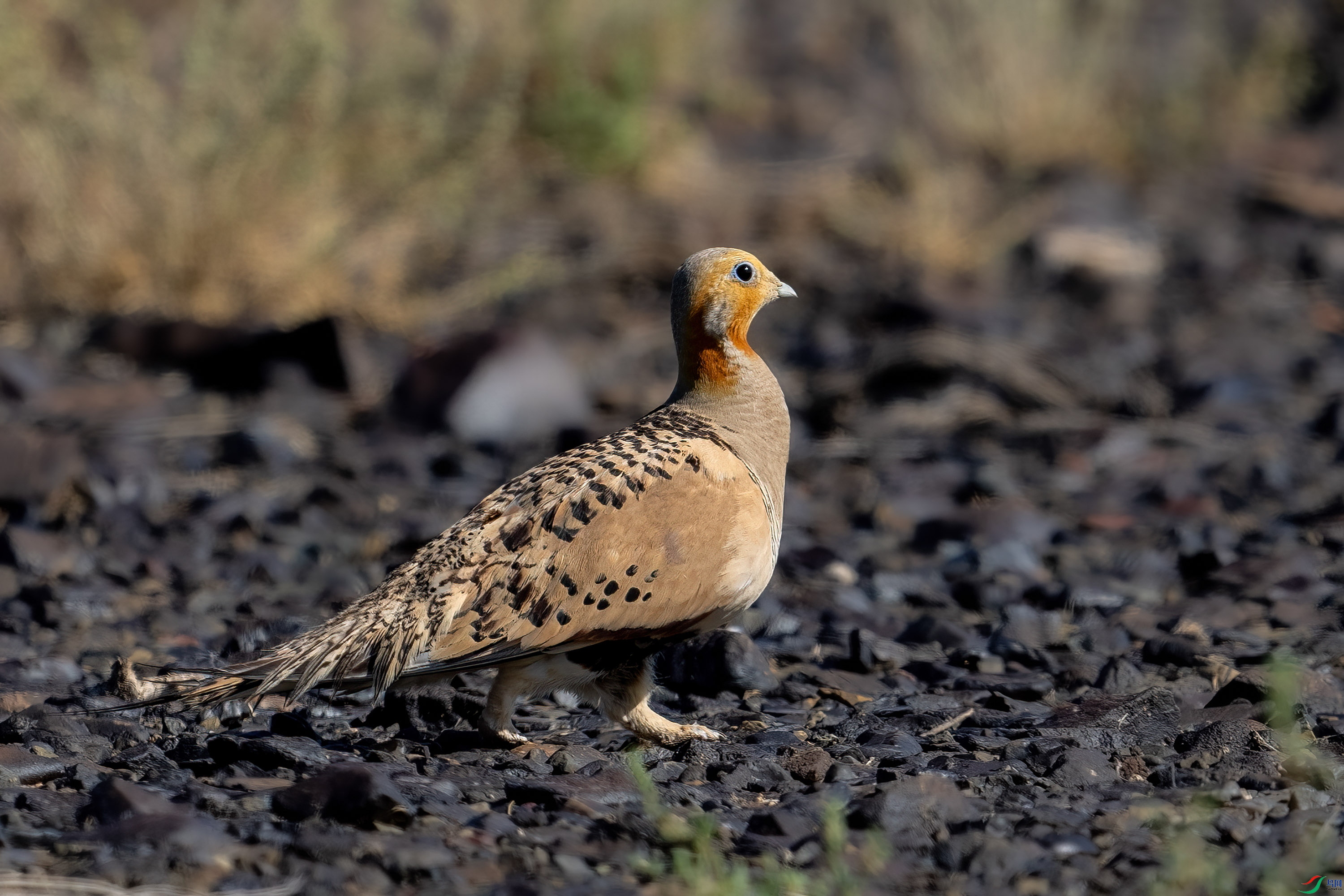 _DSC1763 ���� 2.jpg