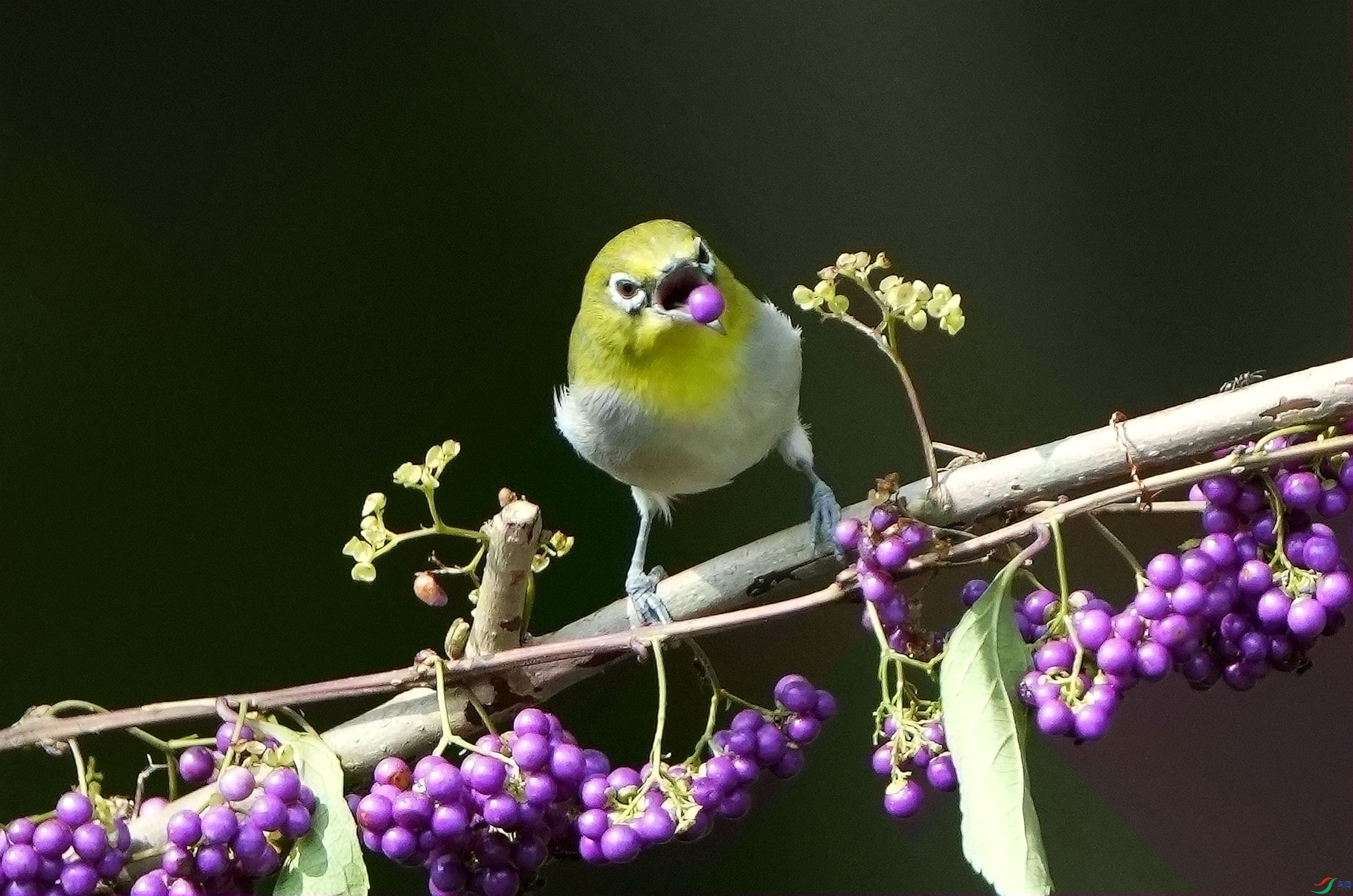 ��������DSC07397_����.jpg