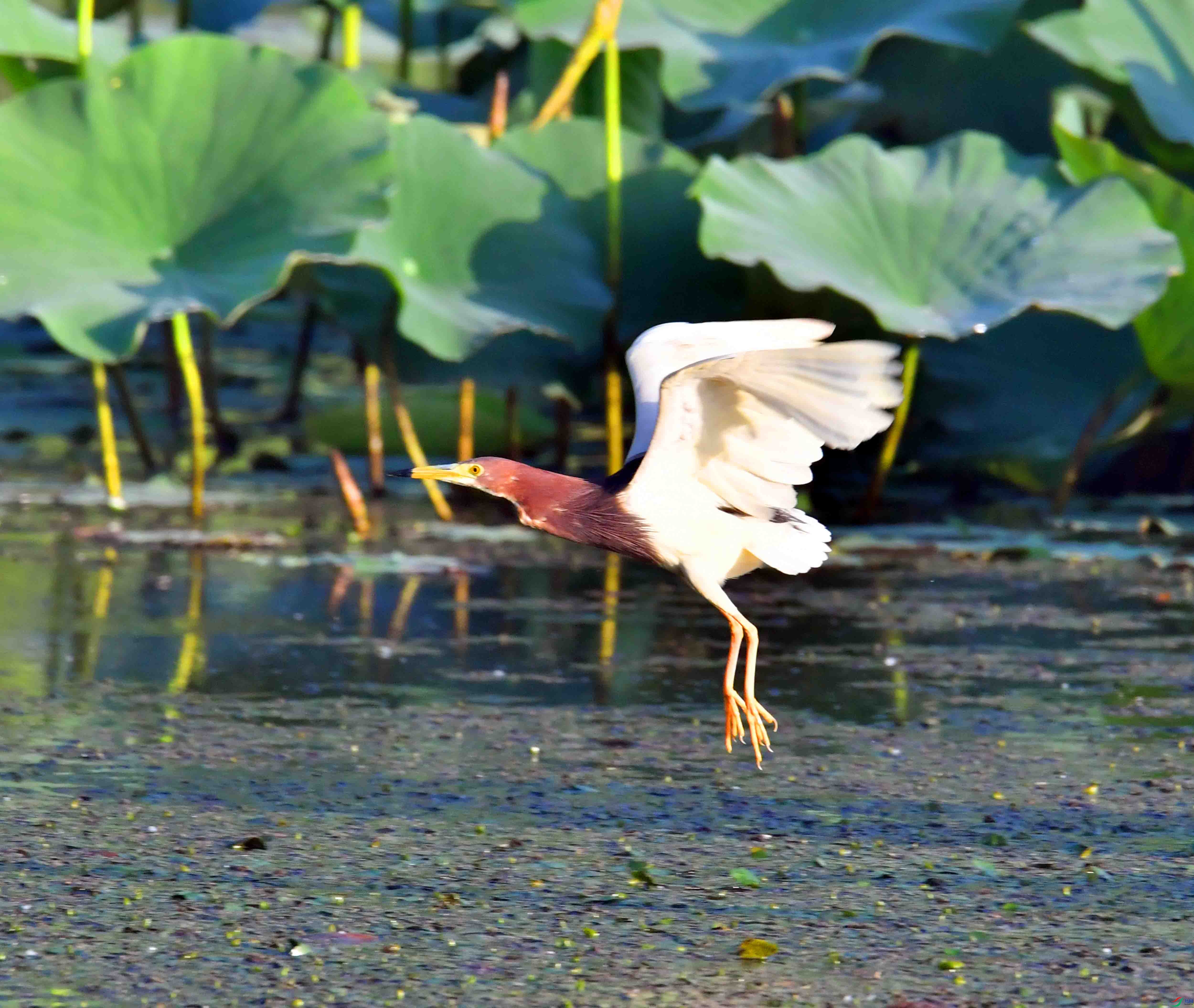 DSC_6204.JPG
