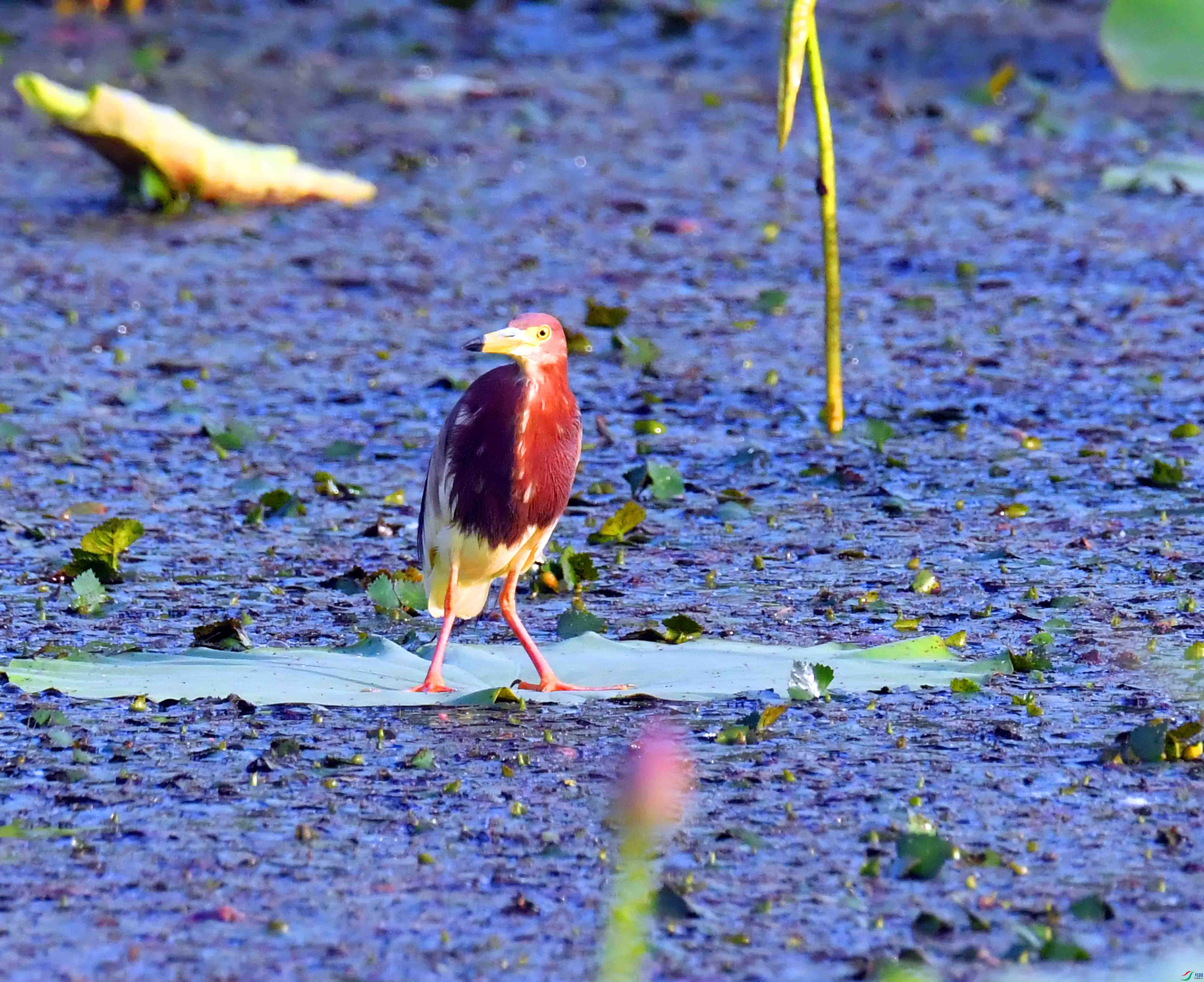 DSC_6219.JPG