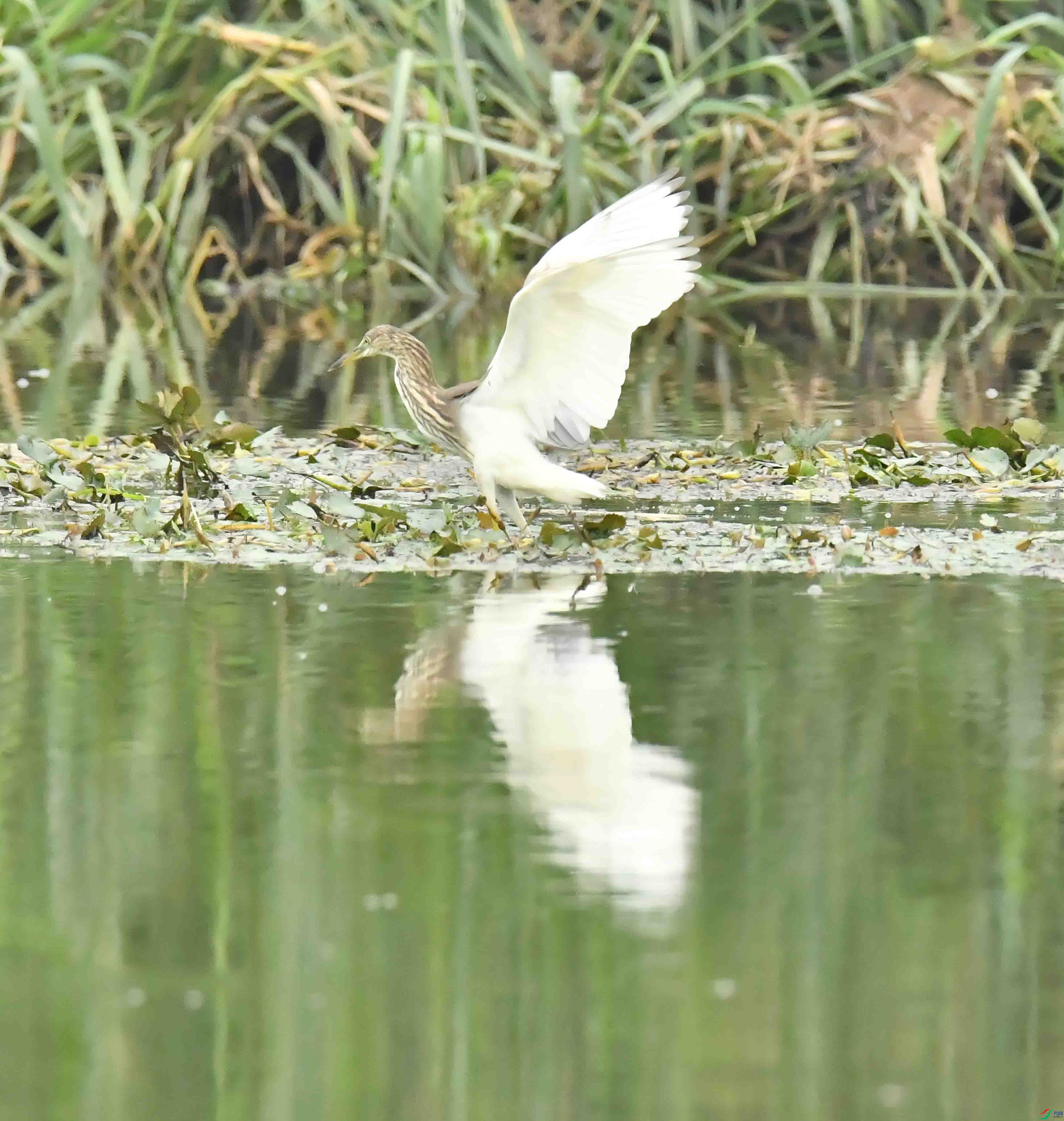 DSC_6808.JPG
