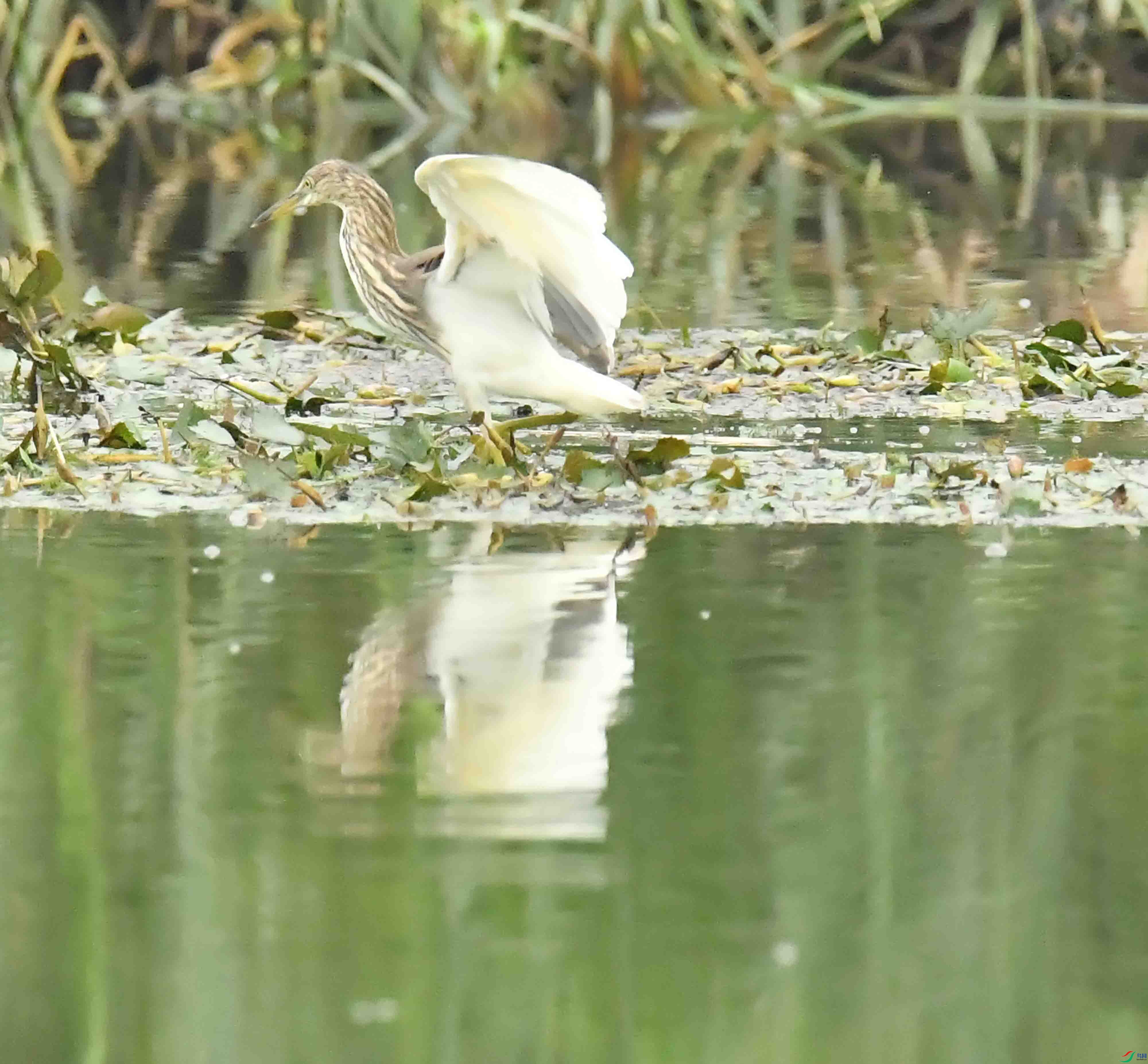 DSC_6809.JPG