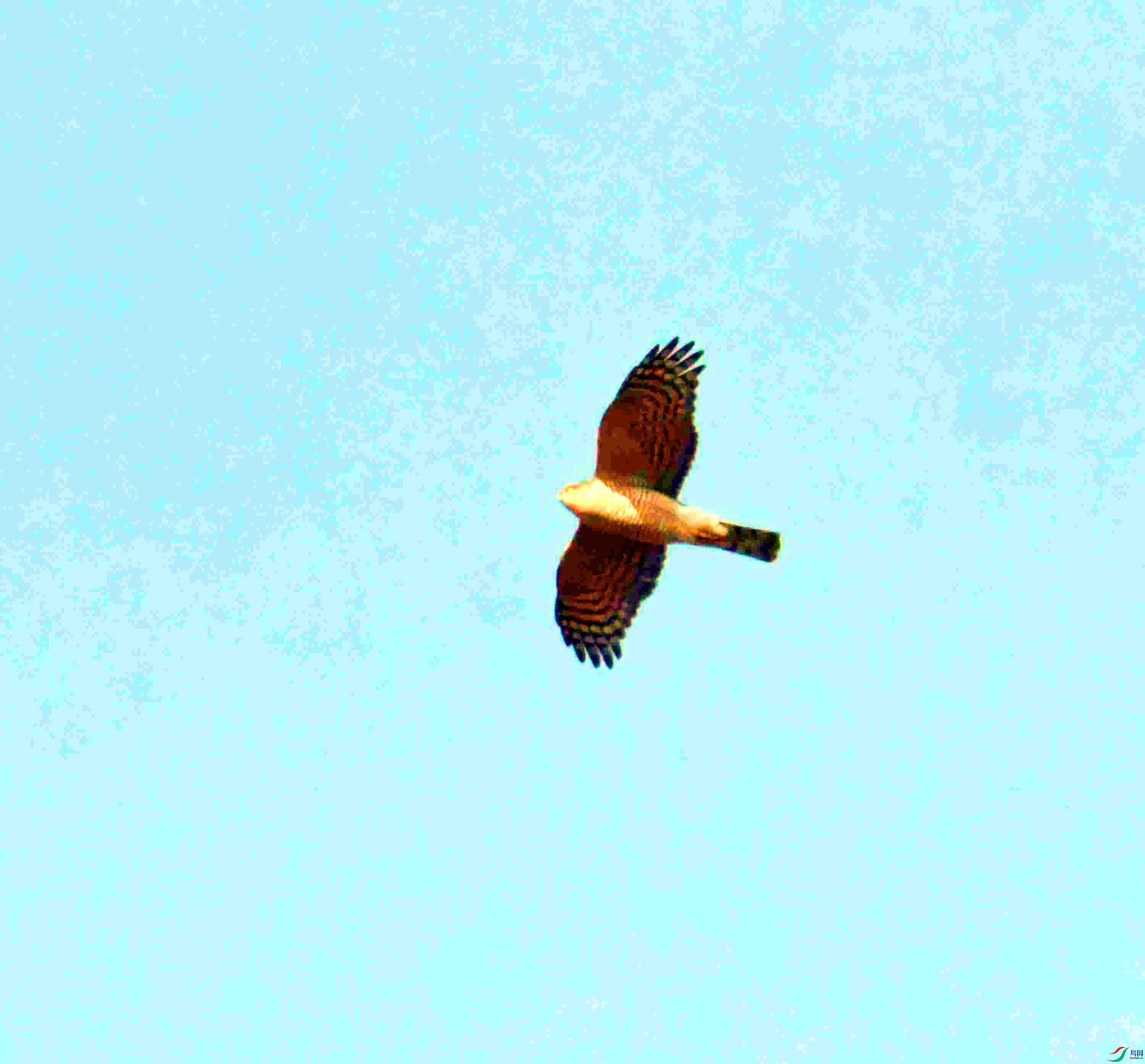 DSC_1595.JPG
