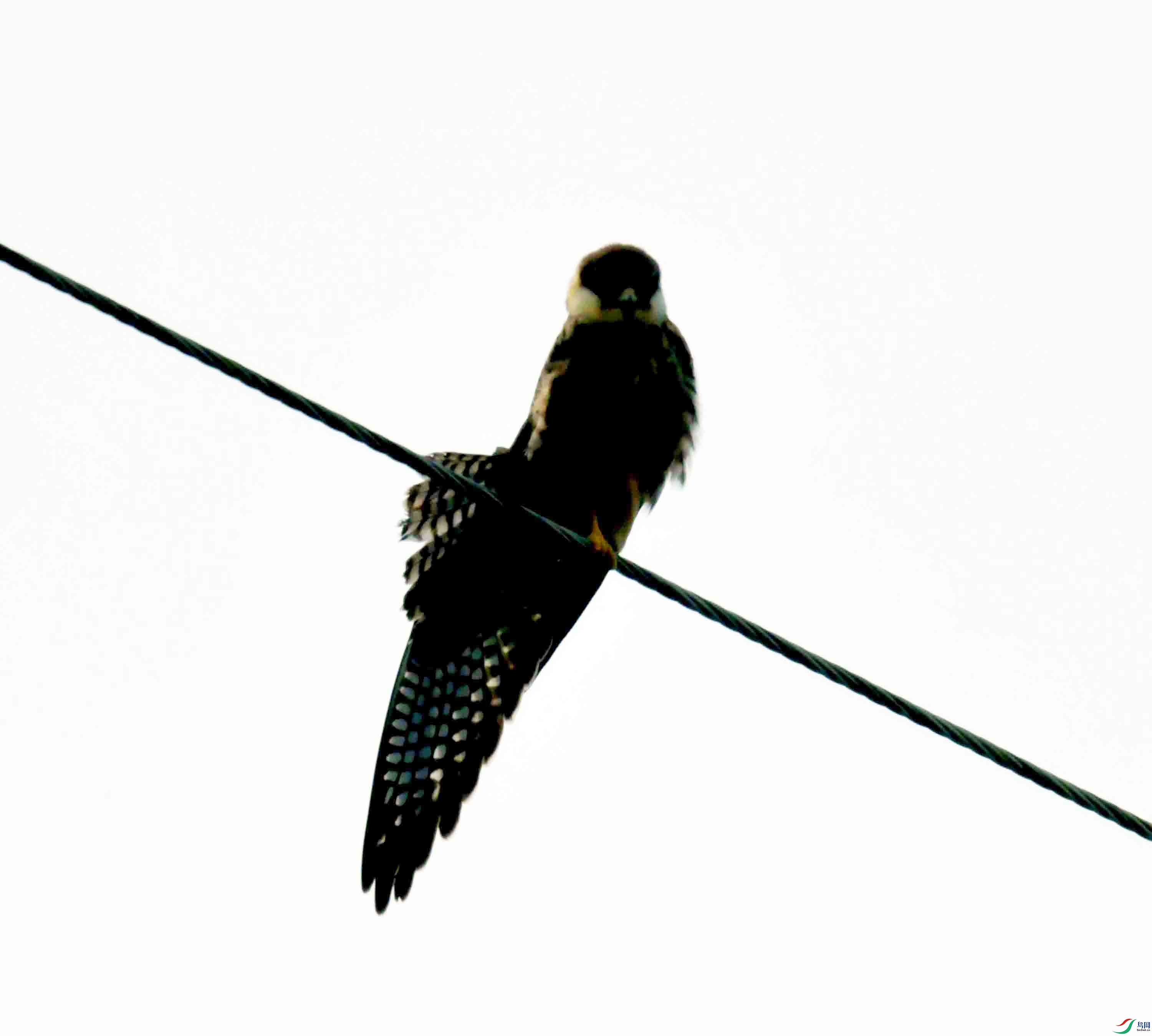 DSC_2241.JPG