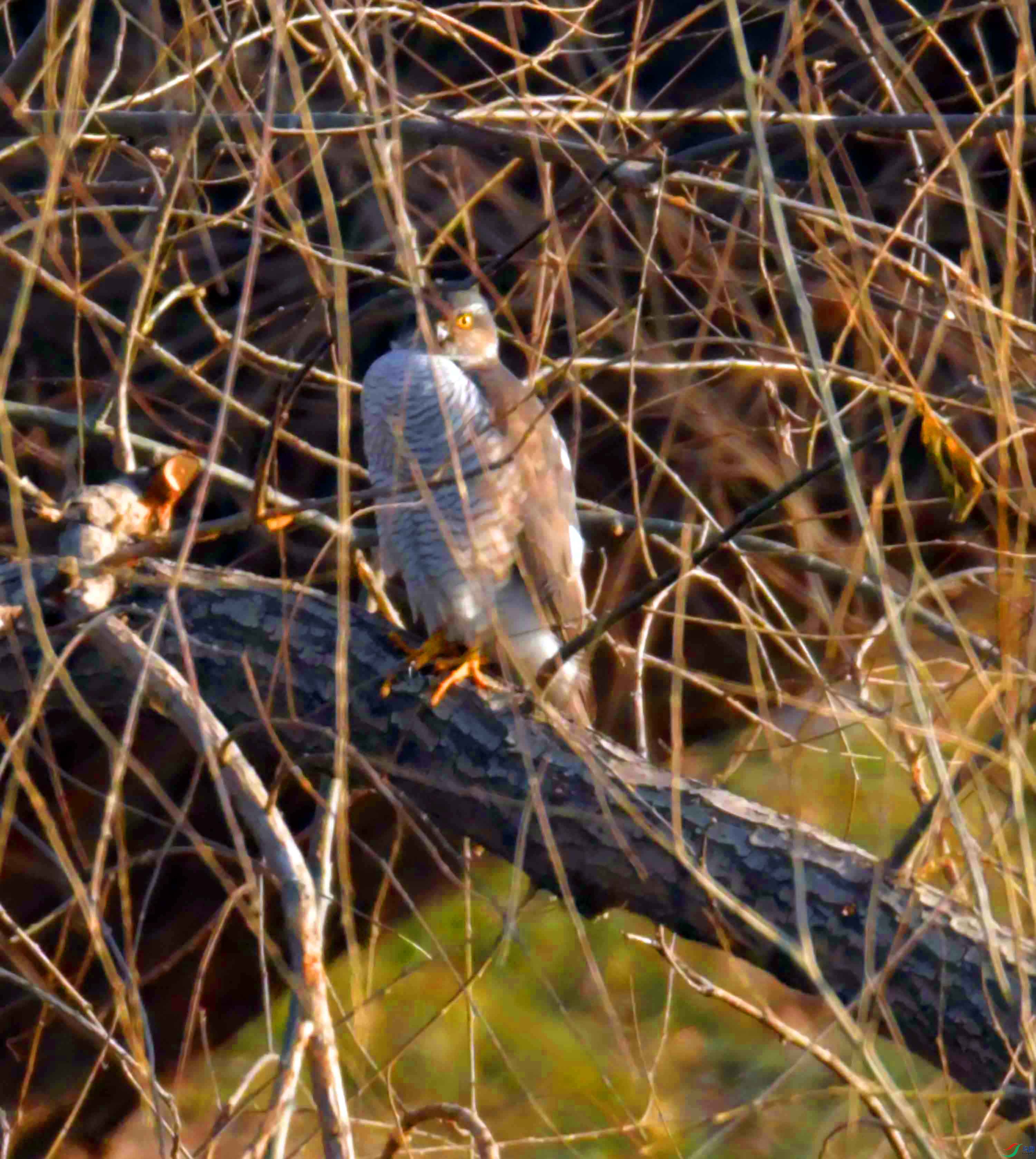 DSC_3196.JPG