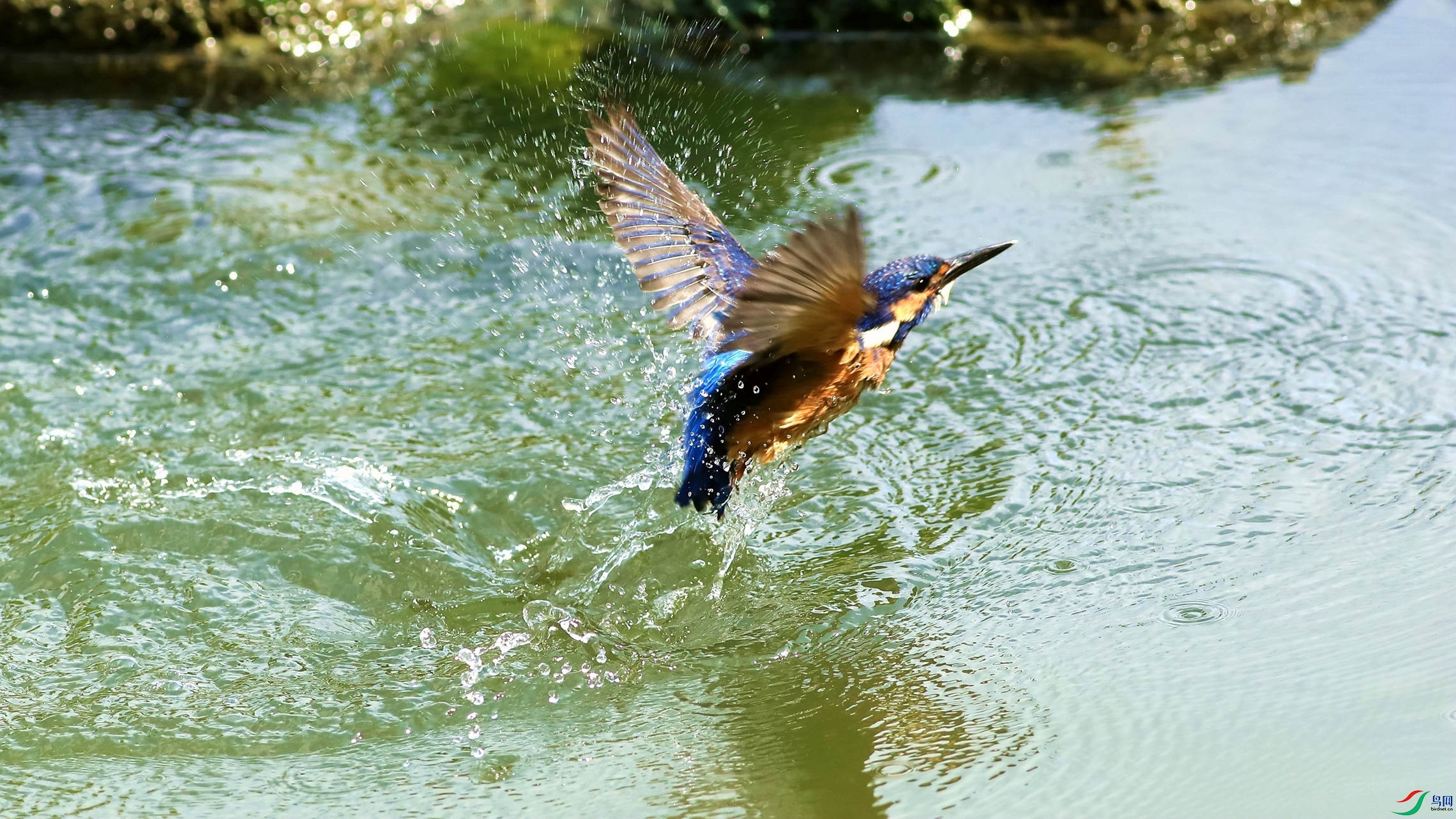 С��ԡ���ˮ