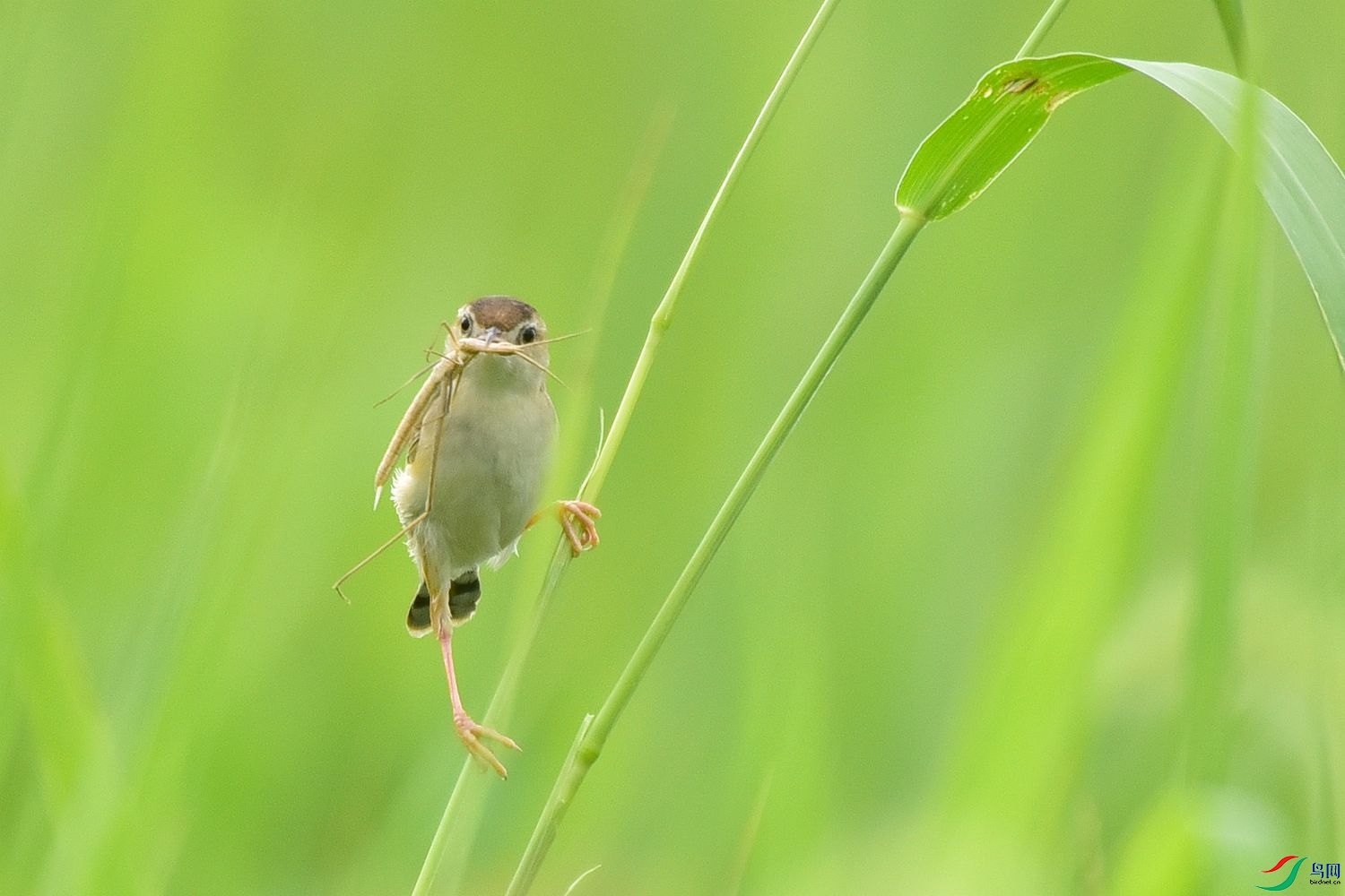 DSC_4617.JPG