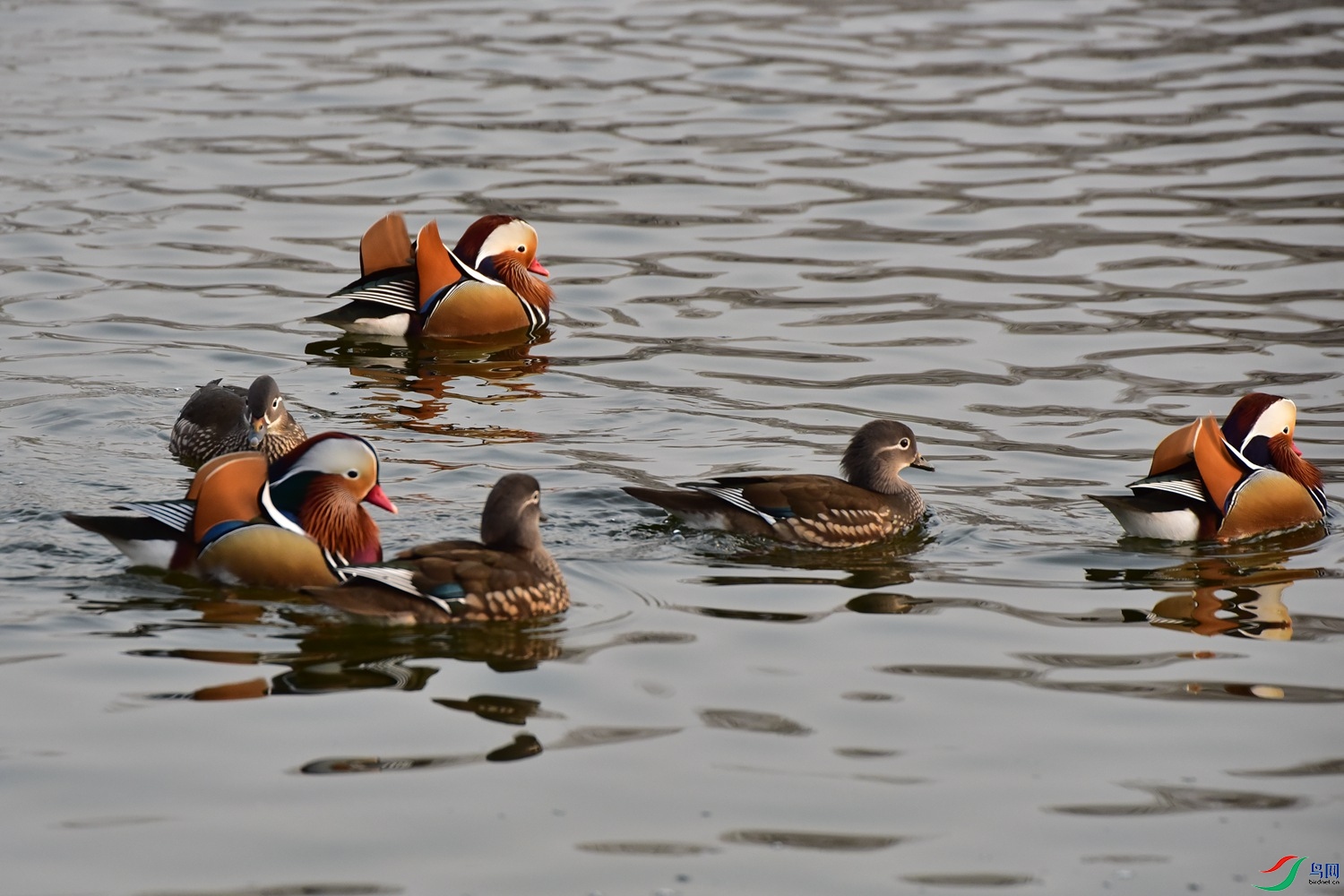 DSC_7174.JPG