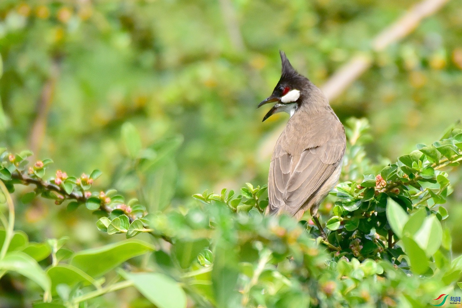 DSC_1820.JPG