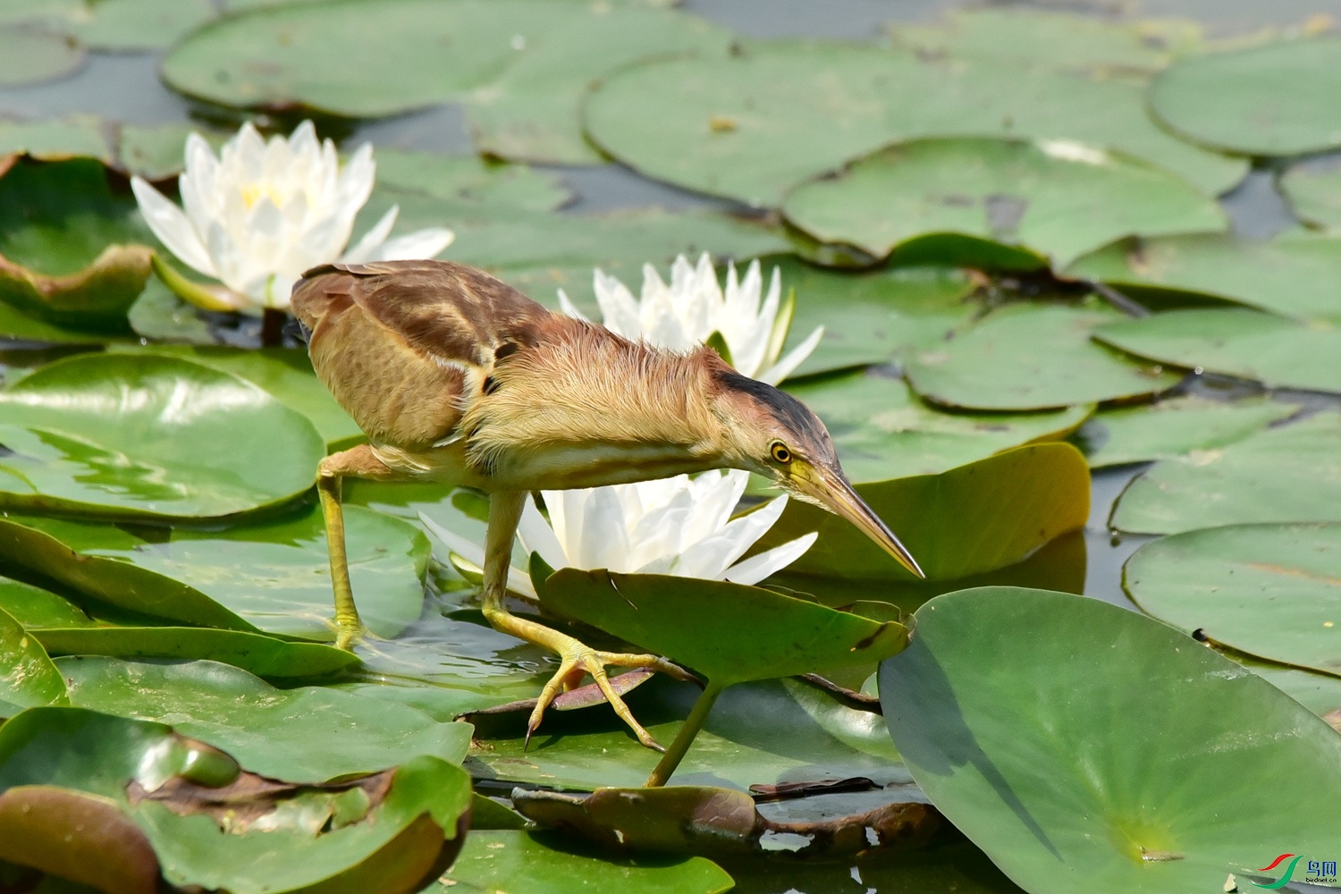 DSC_9061.JPG