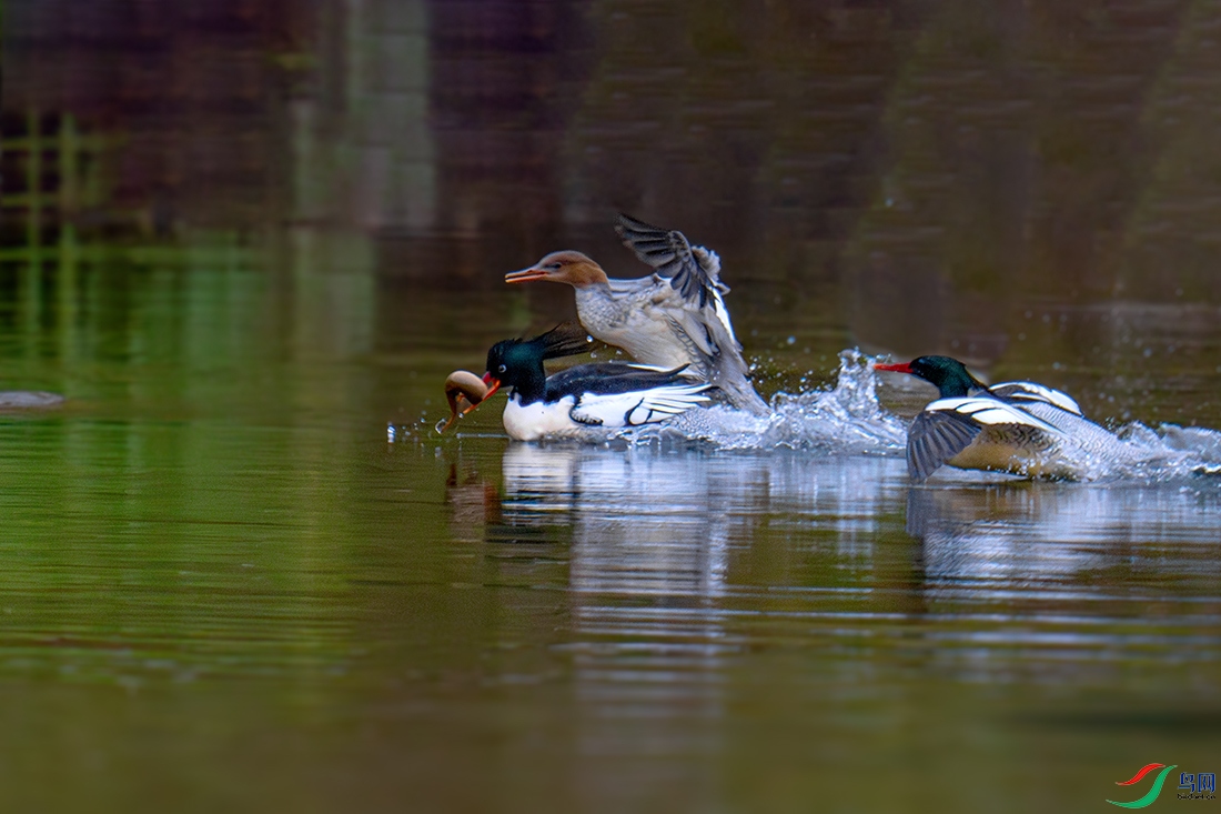 DSC07049-a.jpg