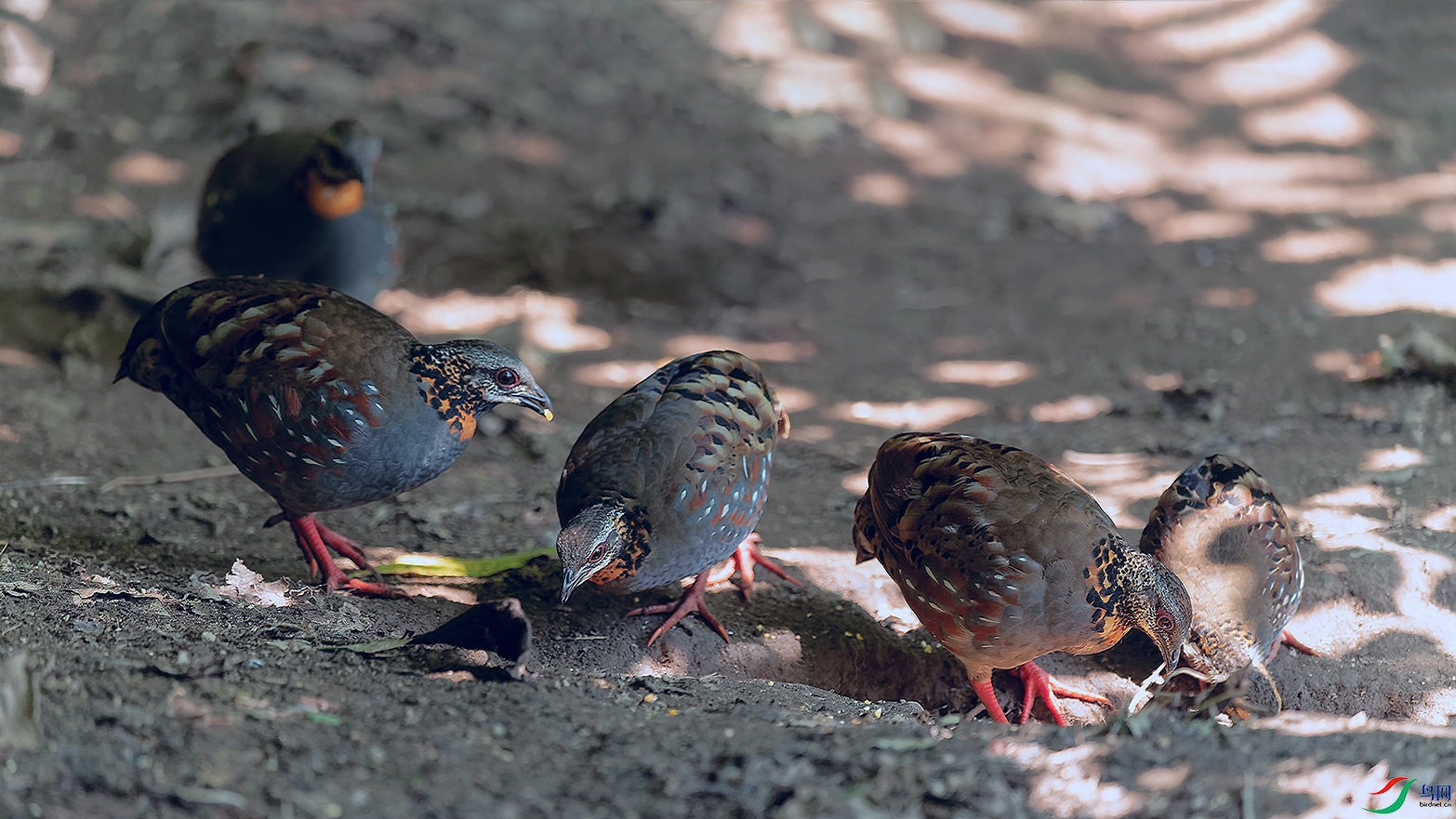 1DSC_0909_DxOa.jpg