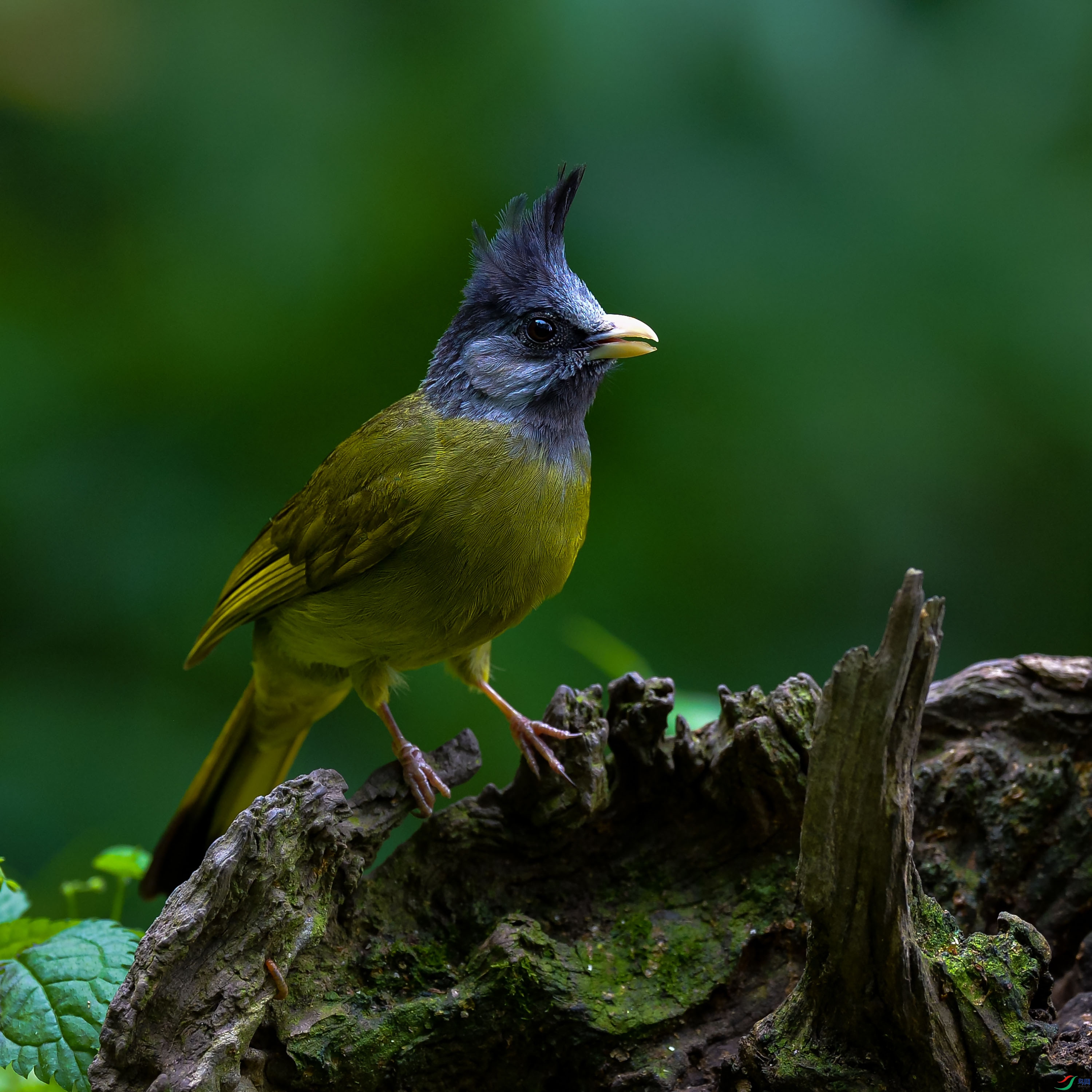 DSC_9788.jpg