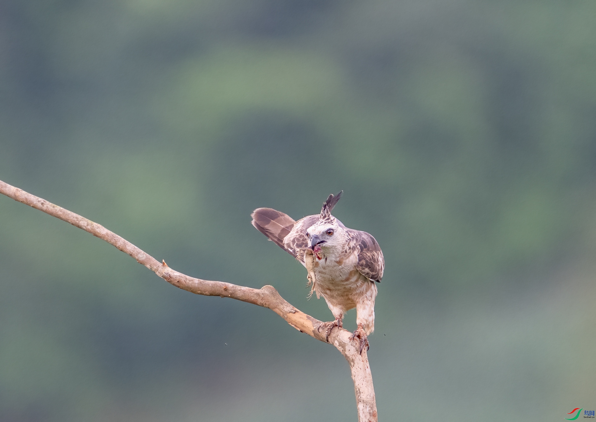 DSC_2921-1.jpg