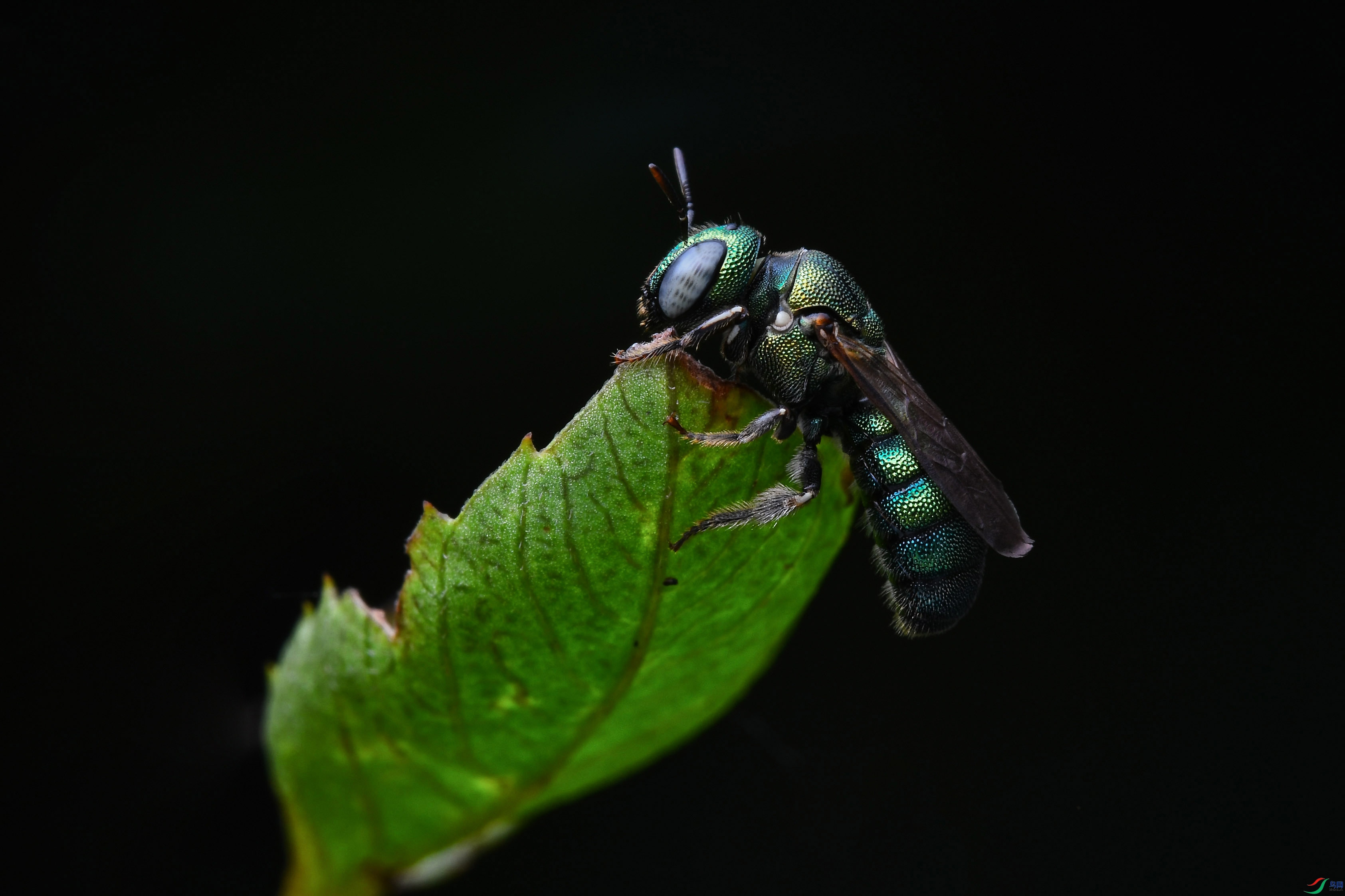 DSC_7146.jpg
