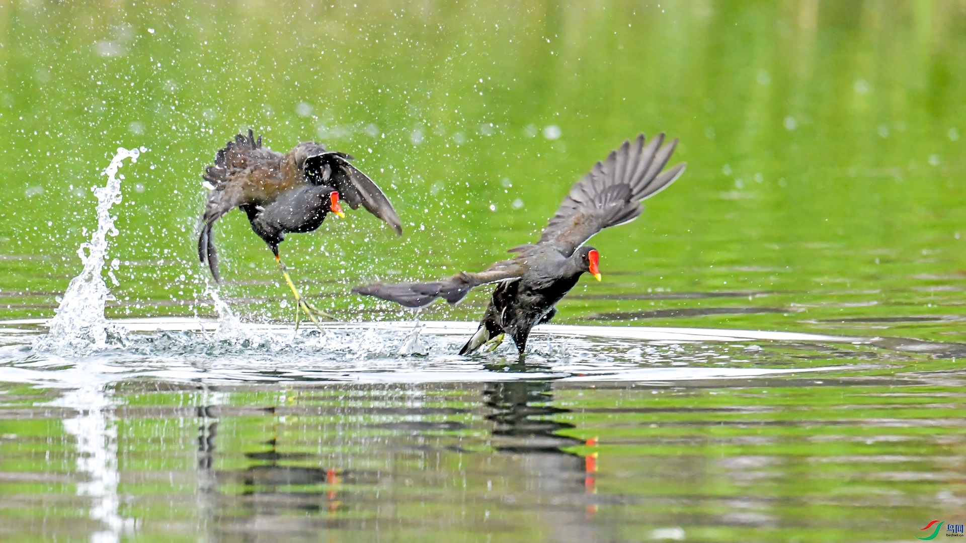 _XXL1877 ����.jpeg