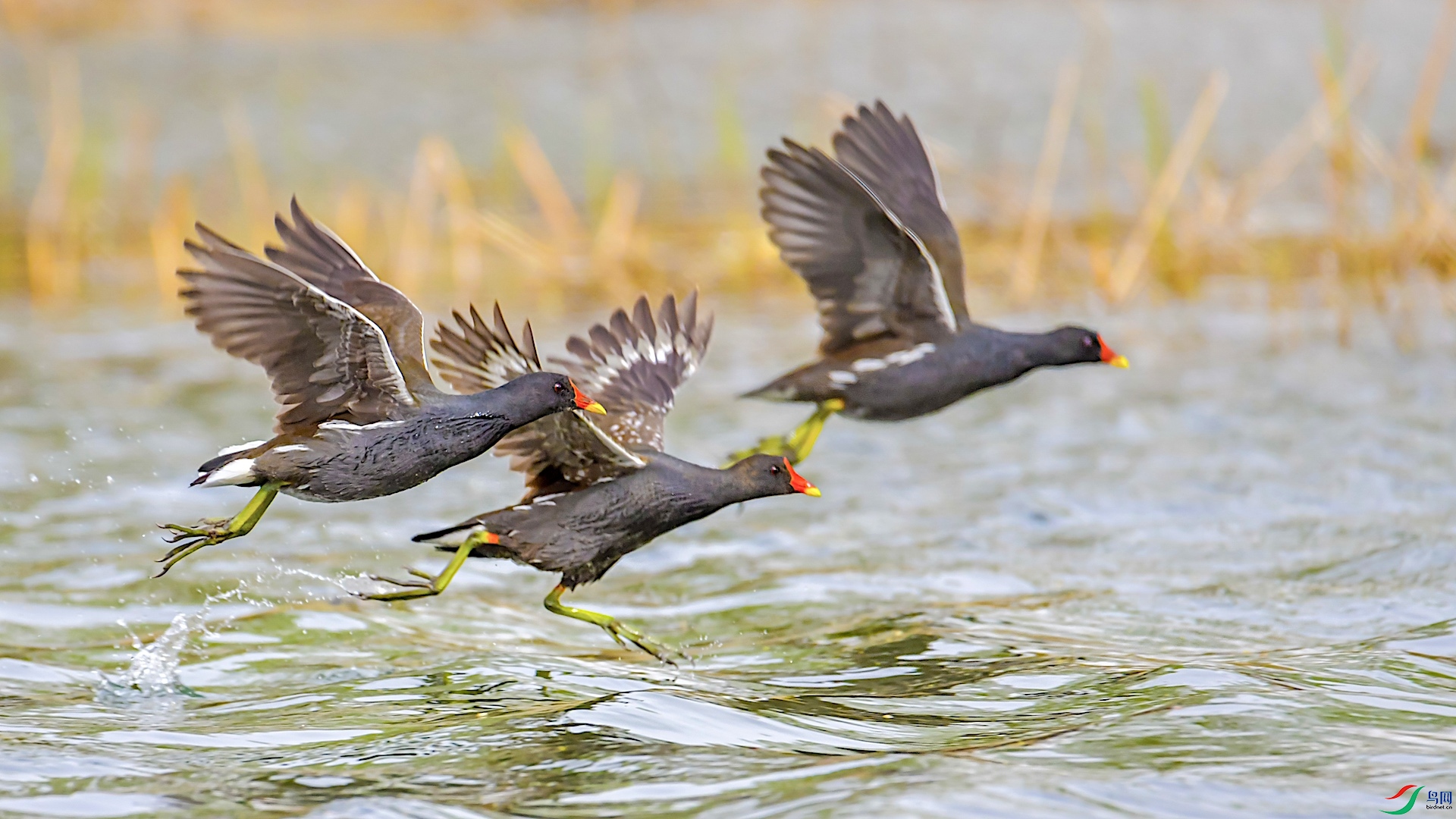 1-XXL4365 ����.jpeg